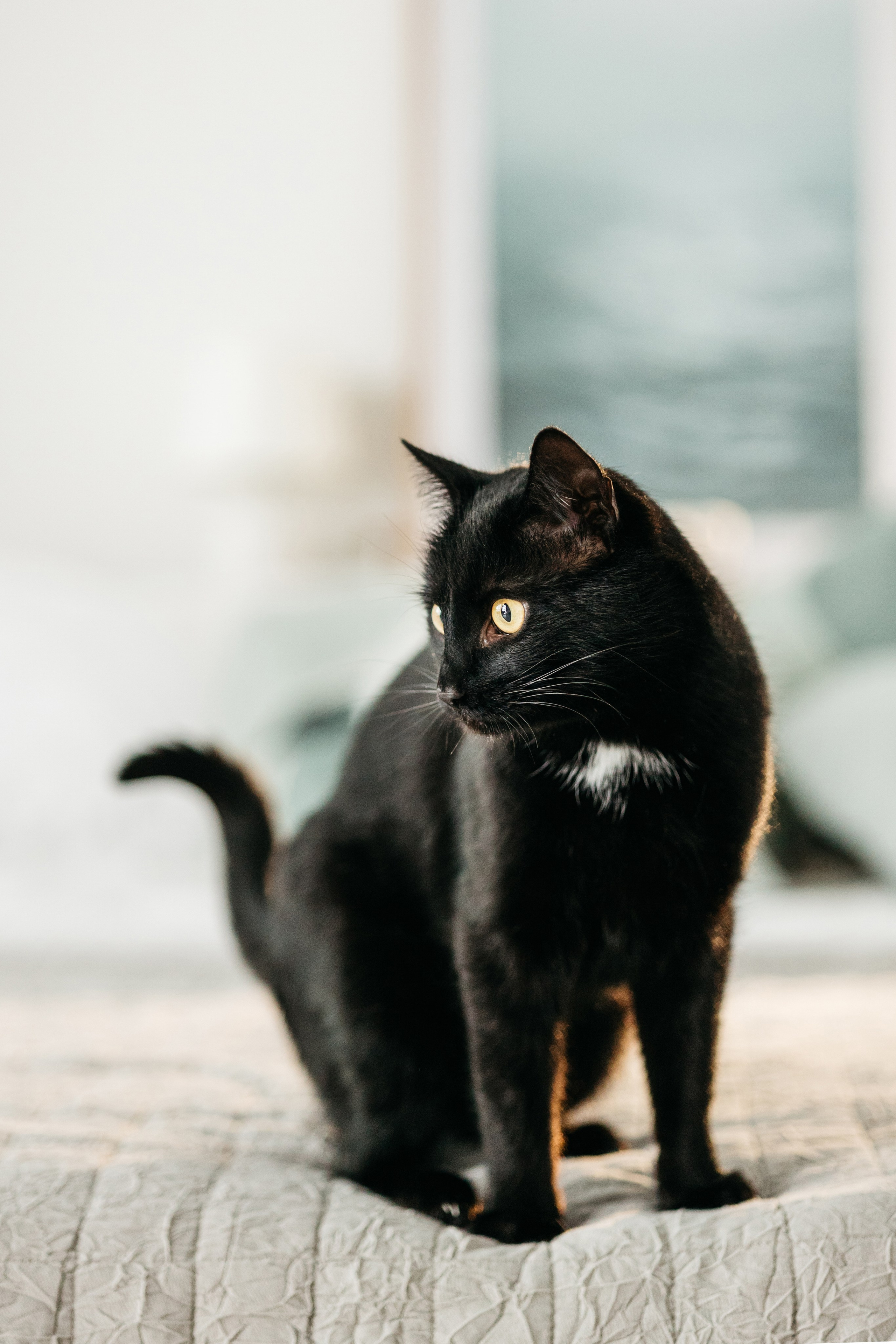 Кузя. Фотограф-анималист Елена Радченко, Москва