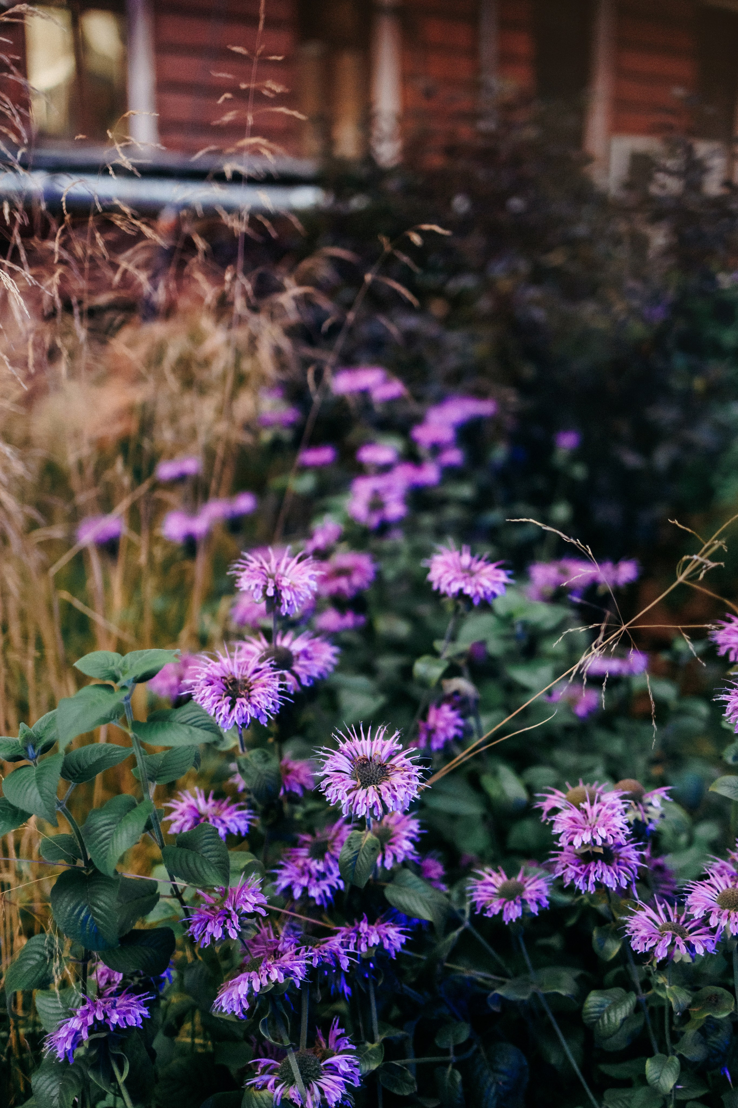 Соня и Майли. Фотограф-анималист Елена Радченко, Москва