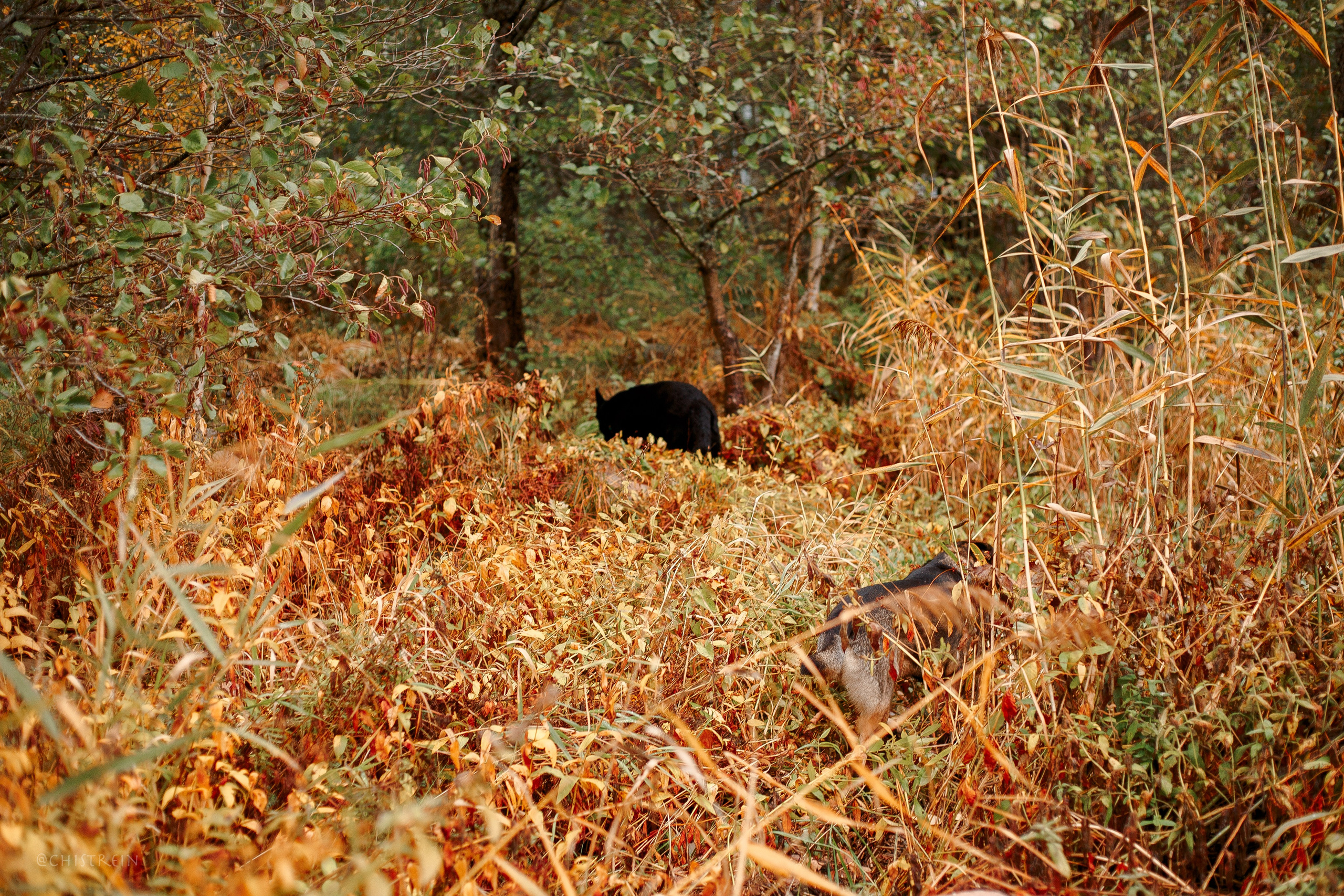 Дальний пирс. Фотограф-анималист Наталия Чистюхина в г. Сосновый Бор и ЛО
