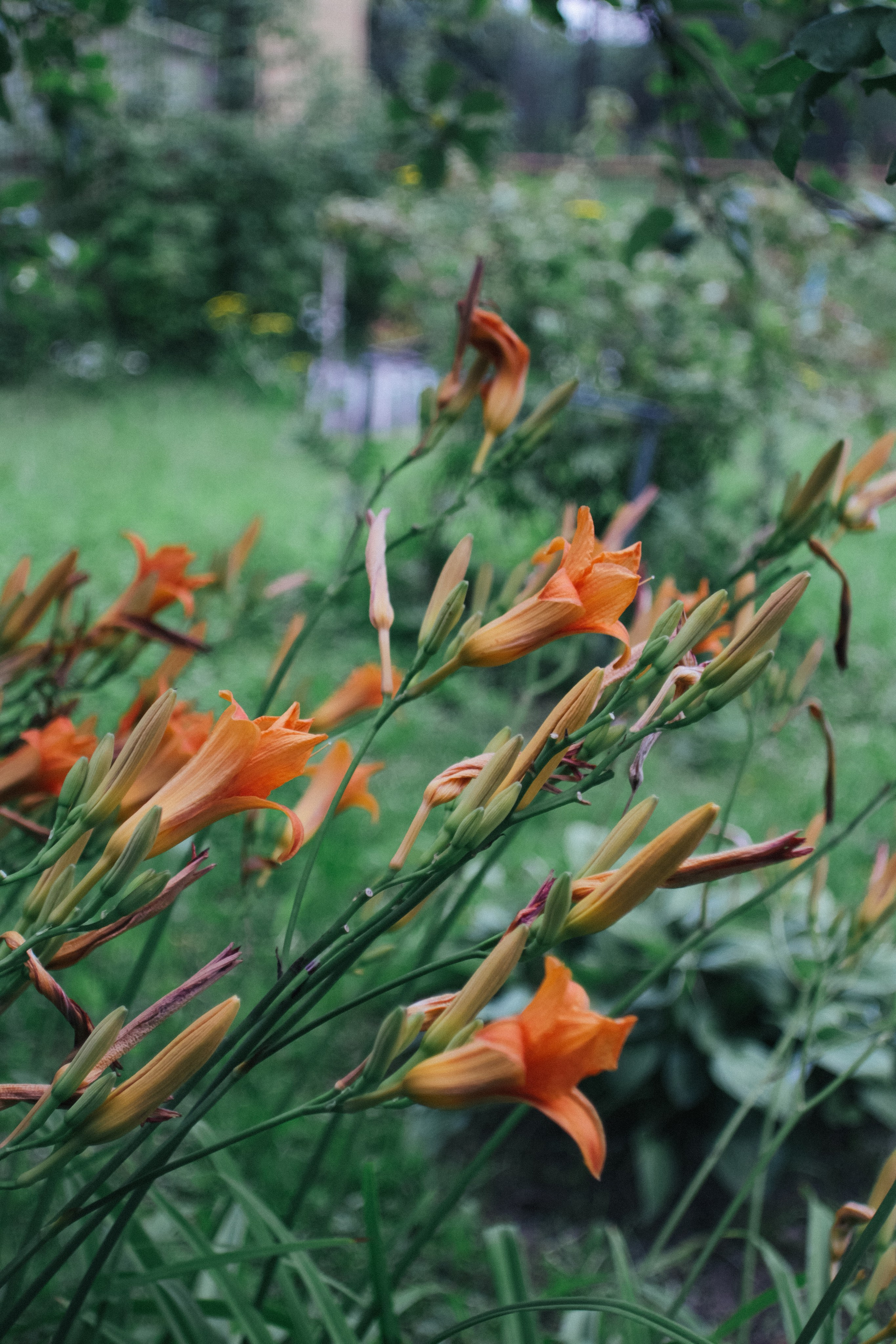 Дачные дела — Canon EF 17-35/2.8L. Famitsu