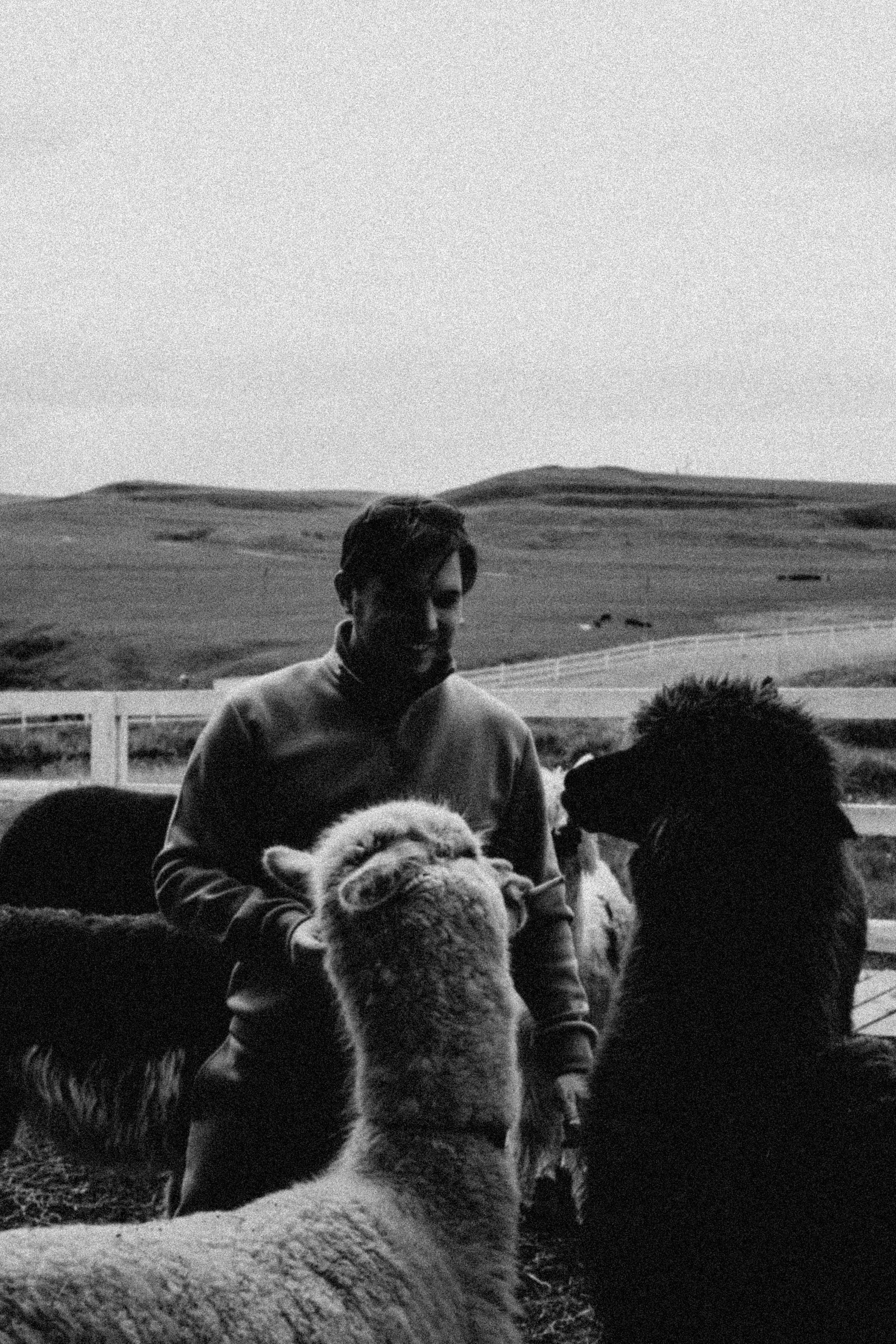 Ферма Альпак. Профессиональный фотограф, Санкт-Петербург — Виктория Богомолова