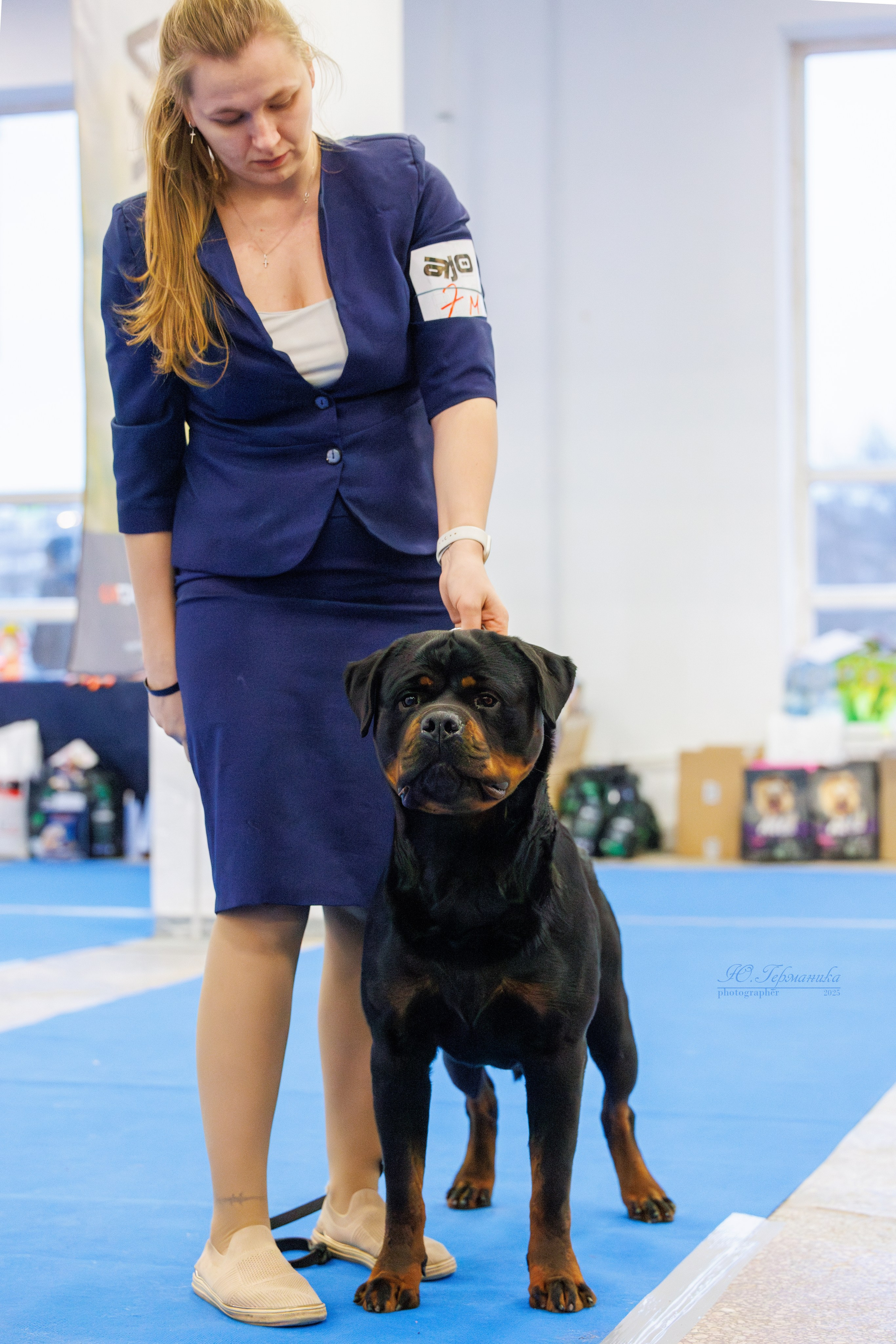 Питер ротвейлеры 18.01,Крокус 19.01.2025. Фотограф-анималист Юлия Германика