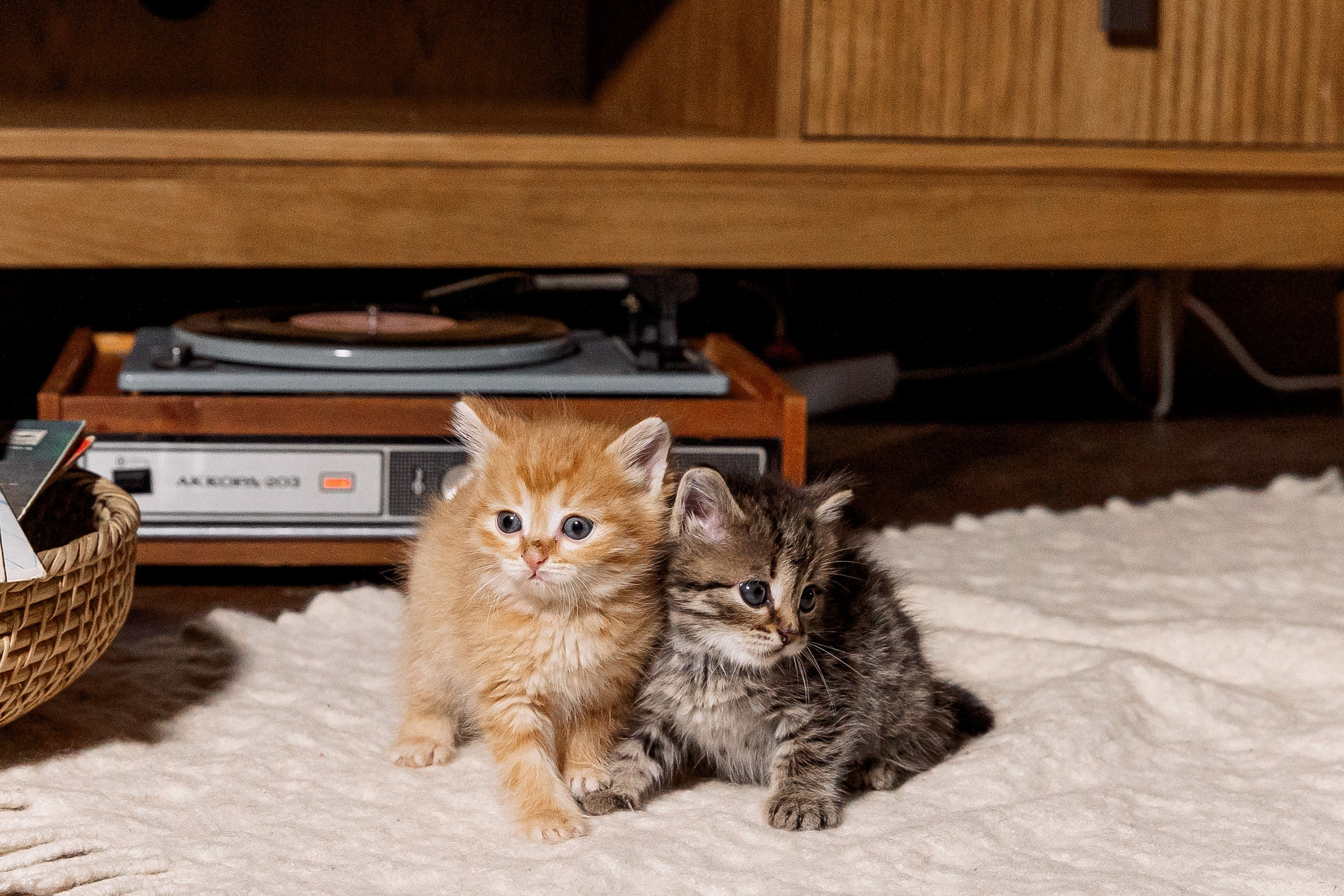 Эдуард и Дарья с сыновьями. Свадебный и семейный фотограф в Челябинске Юлия Ишимова