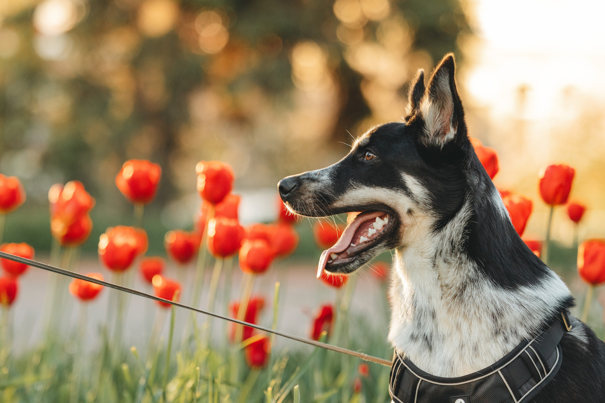 Ваши фотографии. Фотограф анималист Осипчикова Мария