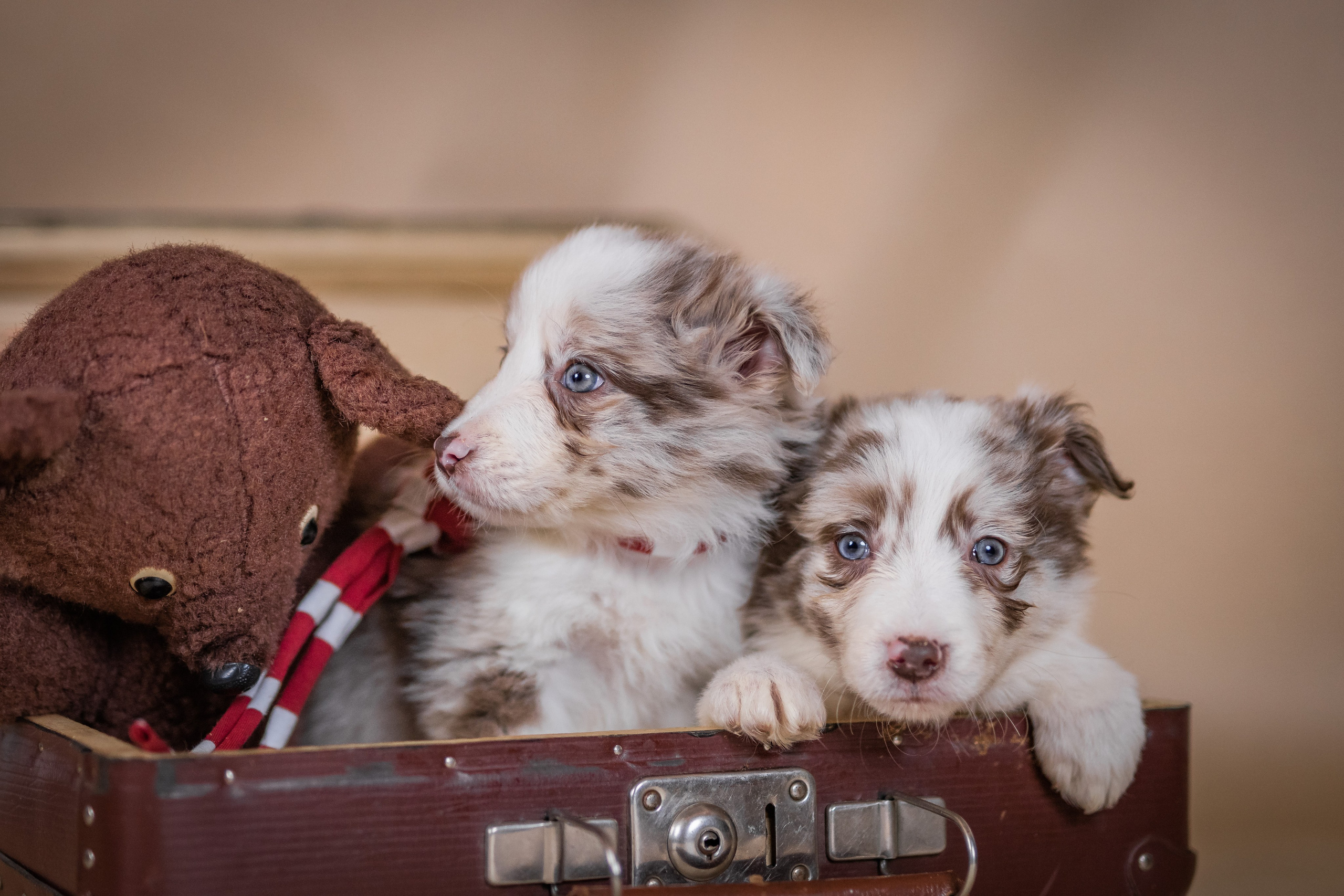 Фритсвит. Семейный фотограф Ефремова Виктория