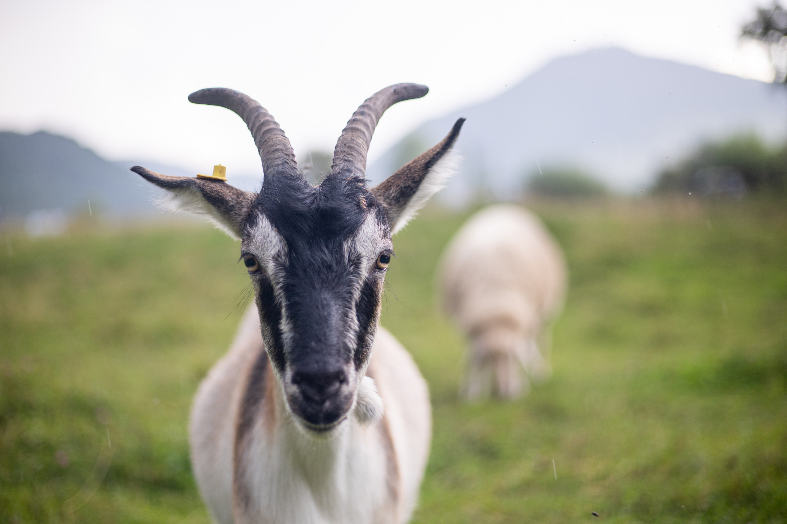 Altai Republic, Russia. Photographer Alina Skitovich