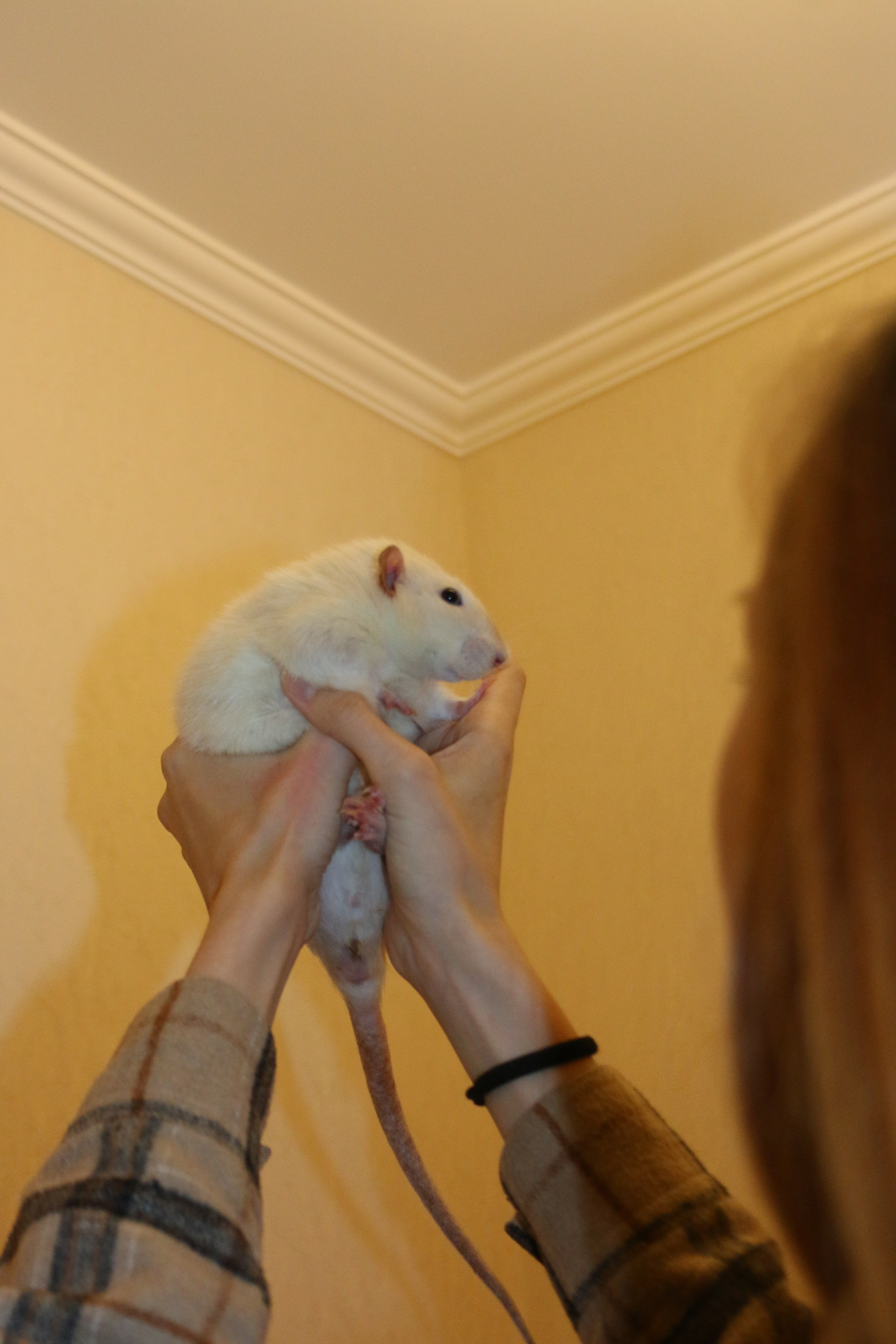 Съемка с питомцем