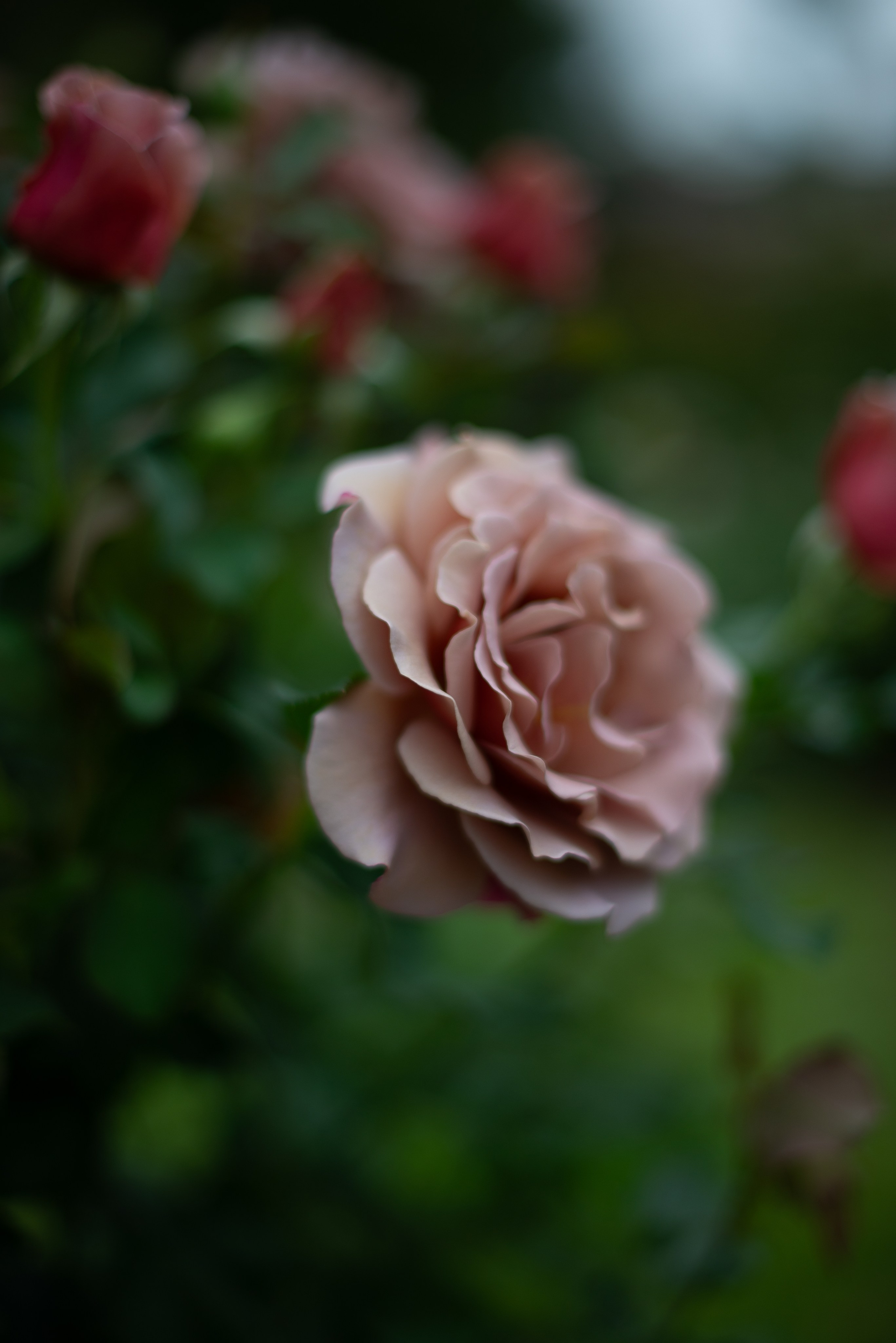 Цветы сада МГУ. Victoria Radjevna Репортажный Фотограф — Видеограф Москва • Санкт-Петербург