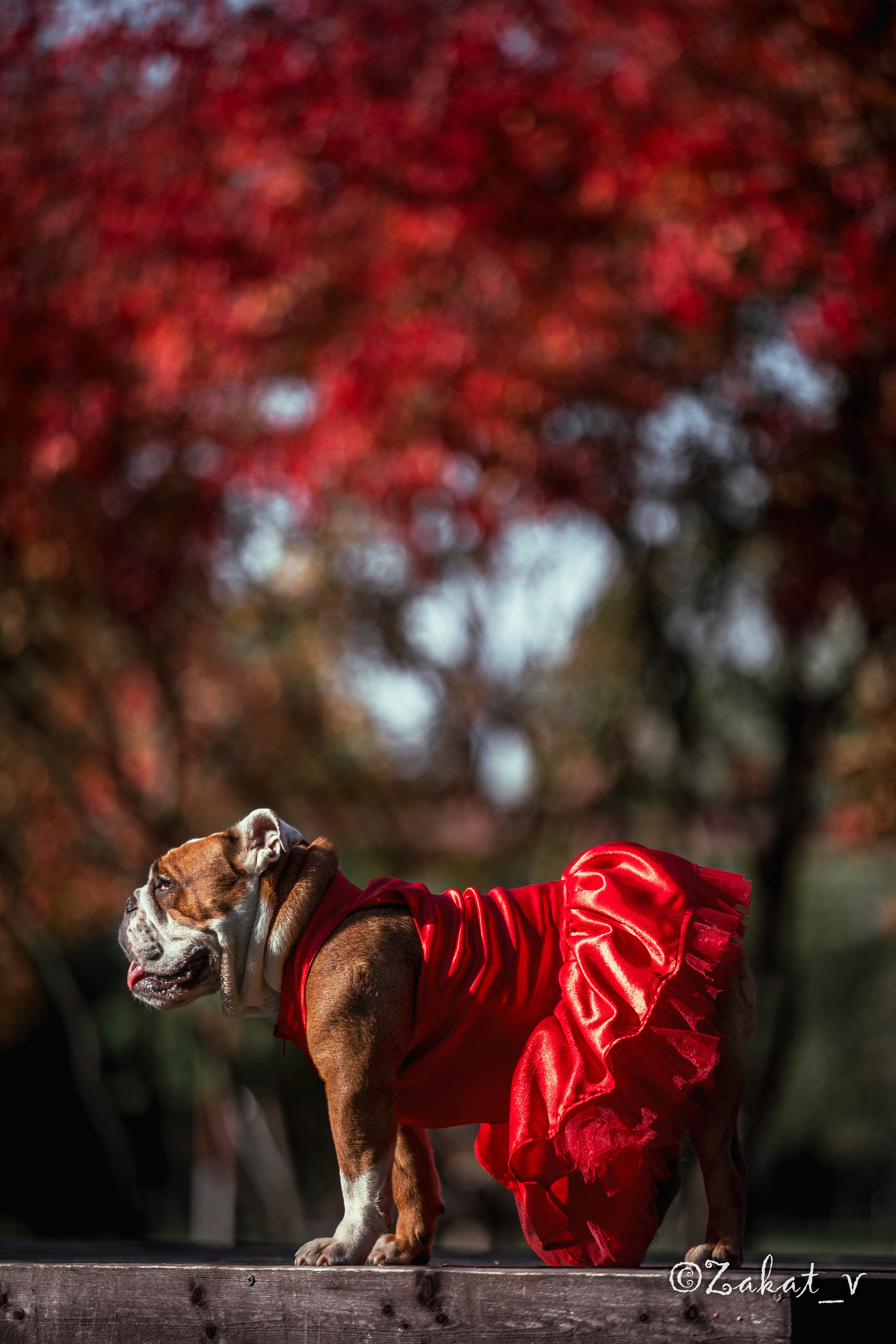Фотосъемка собак (Бульдоги). Репортажный фотограф, Москва, Закат