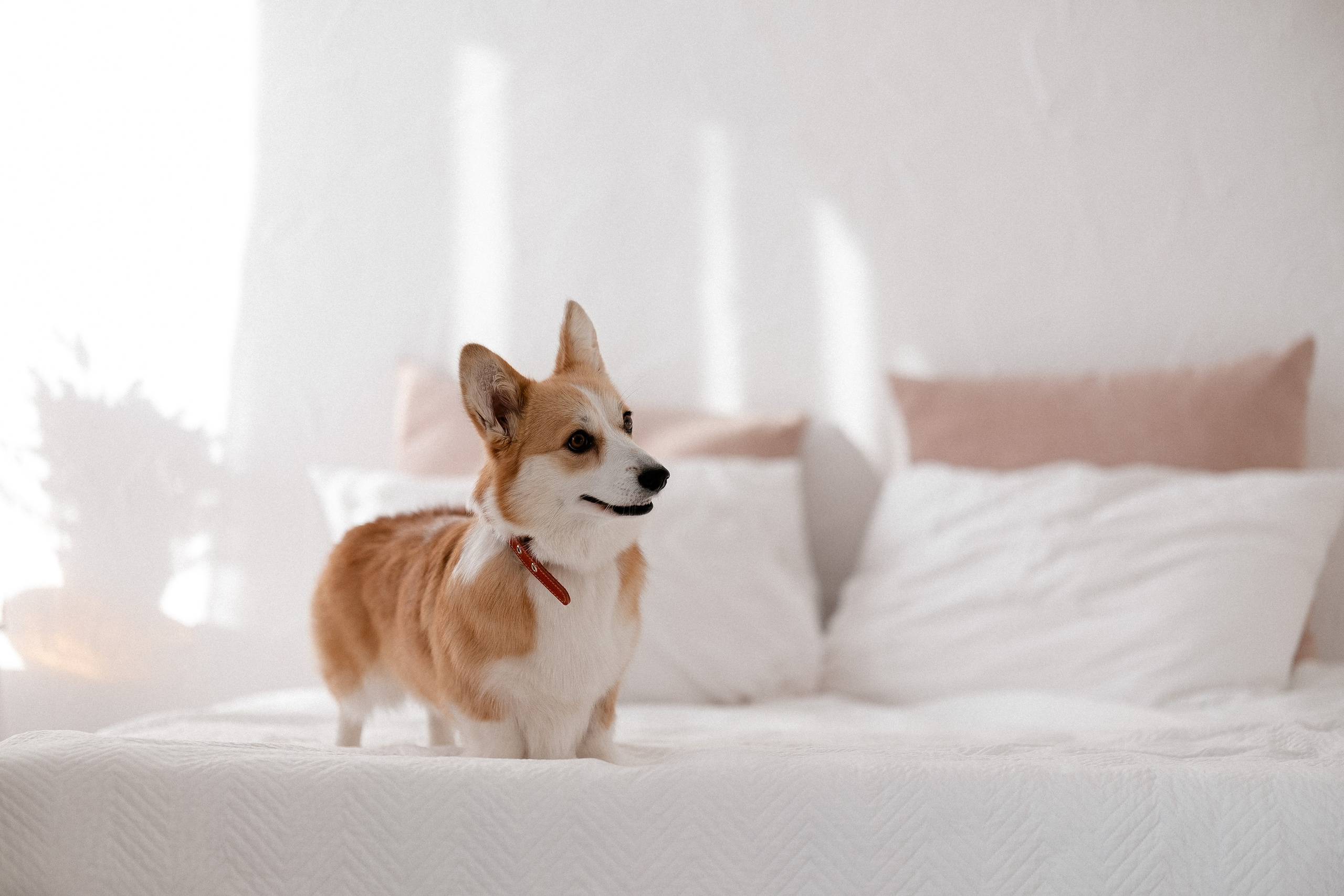 Радик. Свадебный и семейный фотограф в Казани и Зеленодольске Ланочкин Илья