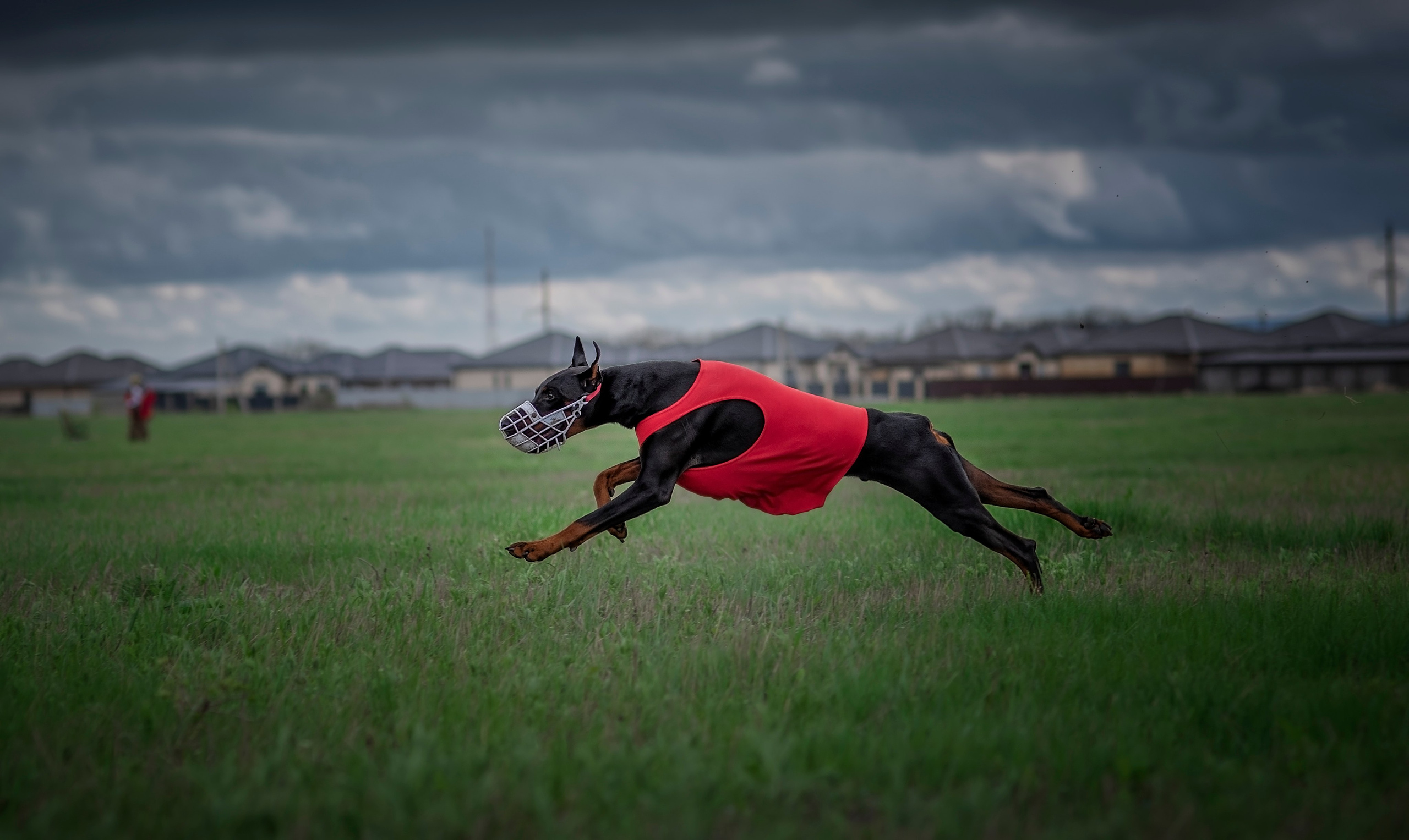 Курсинг. Фотограф анималист Ставрополь Яна Кудлай