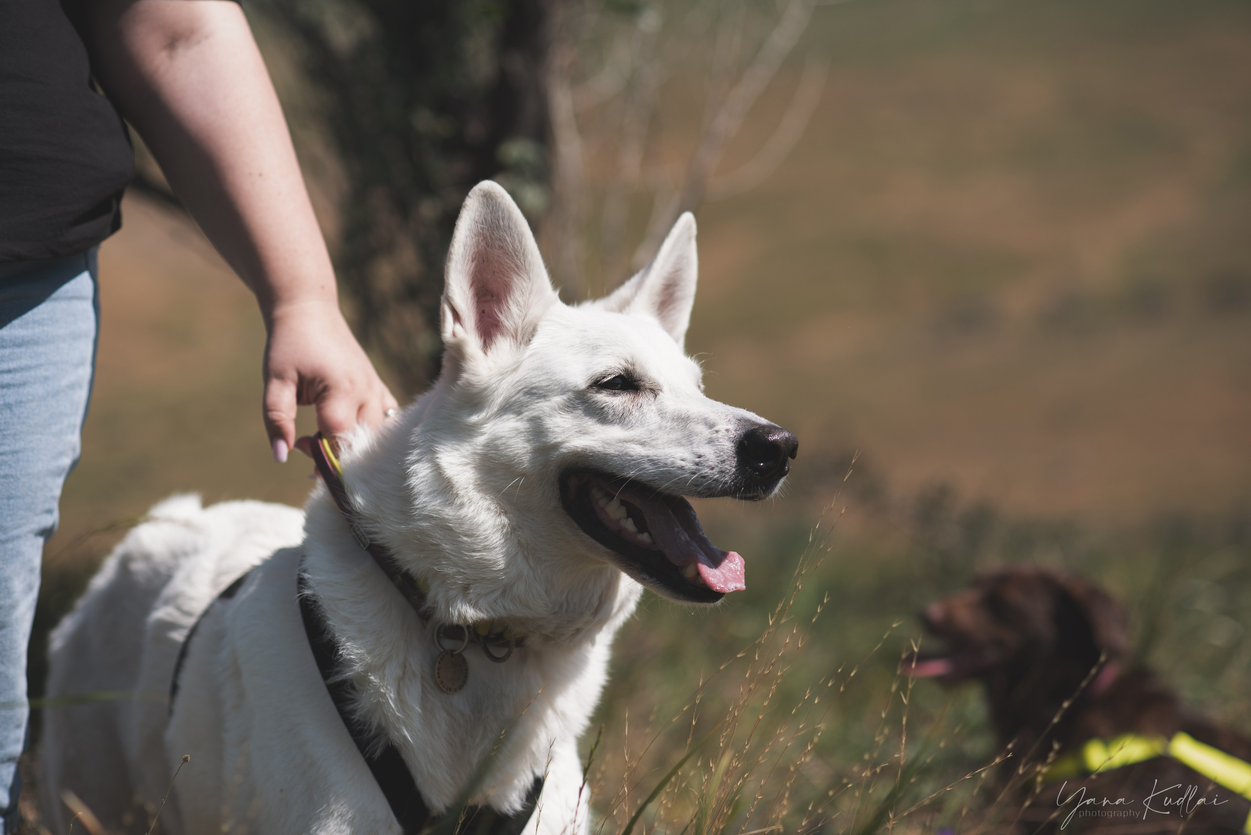 Одно солнечное утро. Фотограф анималист Ставрополь Яна Кудлай