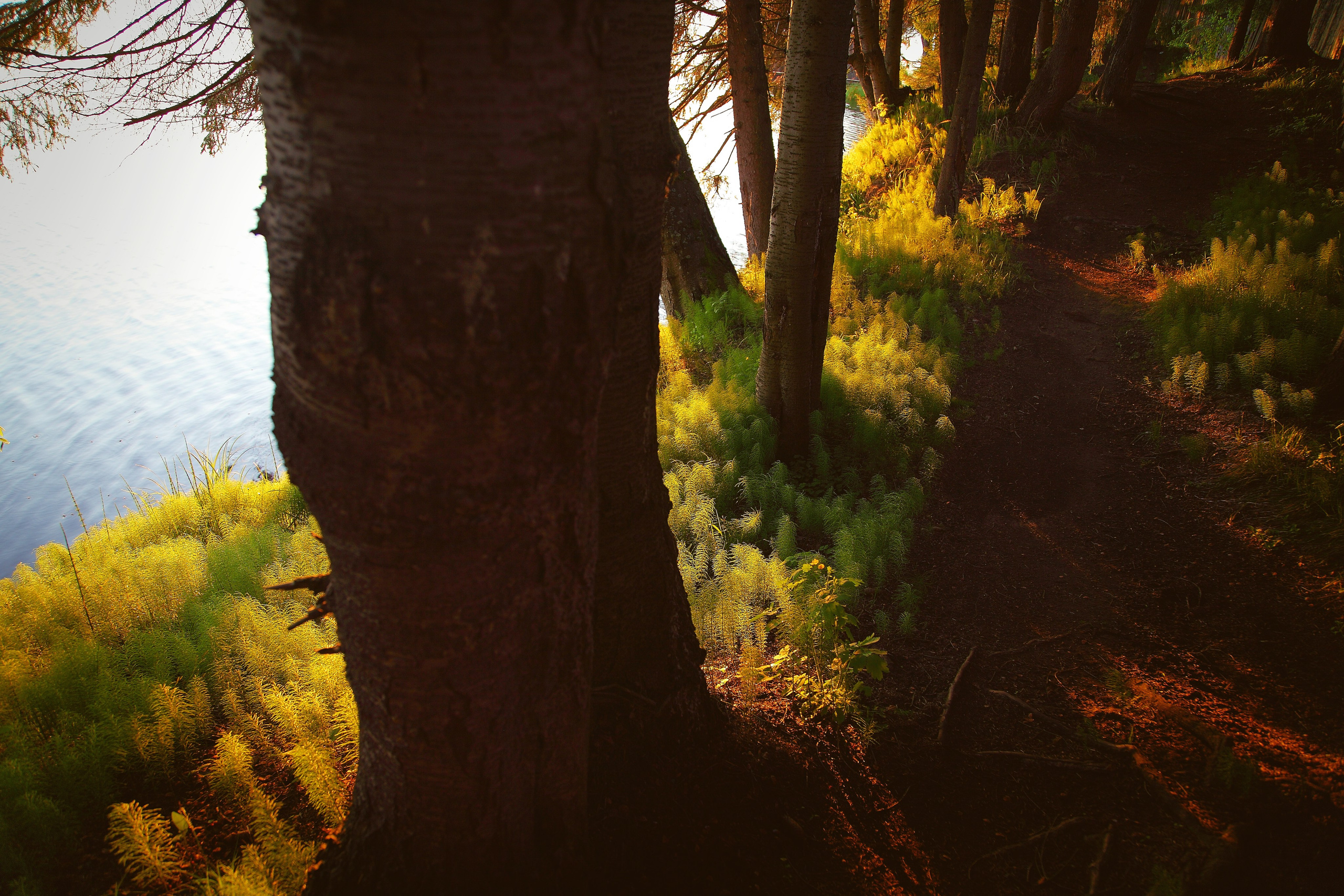 Средняя полоса. Свадебный и репортажный фотограф в Ярославле и Санкт-Петербурге Роман Микрюков