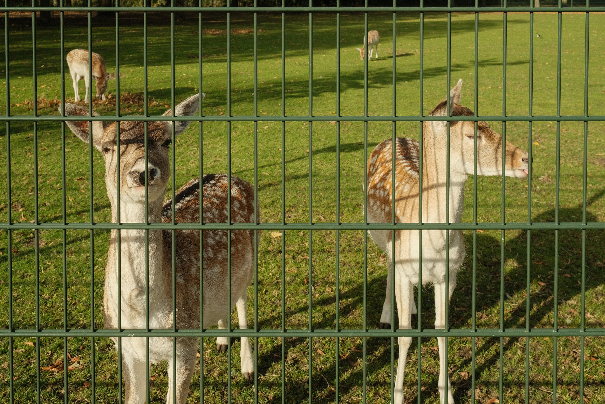 Фотографии Нидерландов | Филипп Линзин. Репортажный и портретный фотограф в Санкт-Петербурге Филипп Линзин
