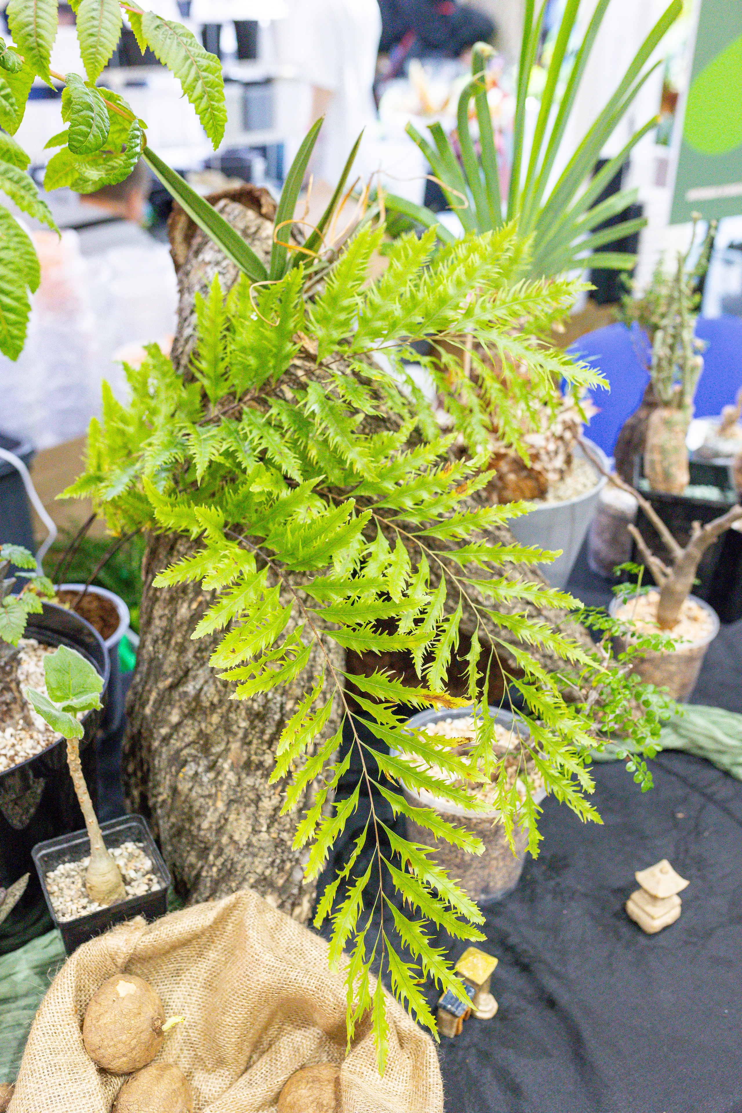 Монстериум 11–12 октября. Александра Куликова фотограф, Москва