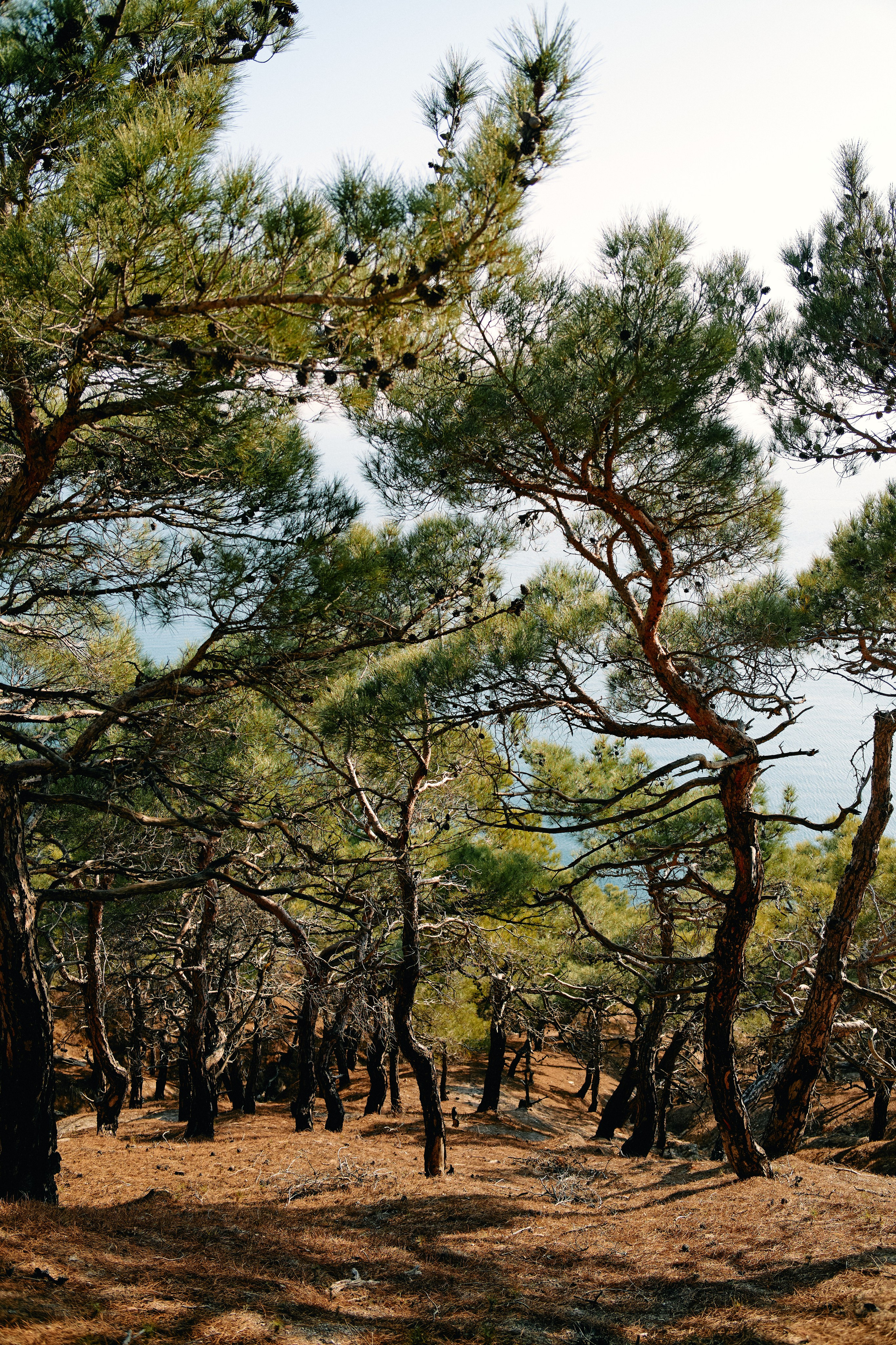 Юг России. Профессиональный Фотограф во Владимире, в Москве и в Суздале — Полина Романычева