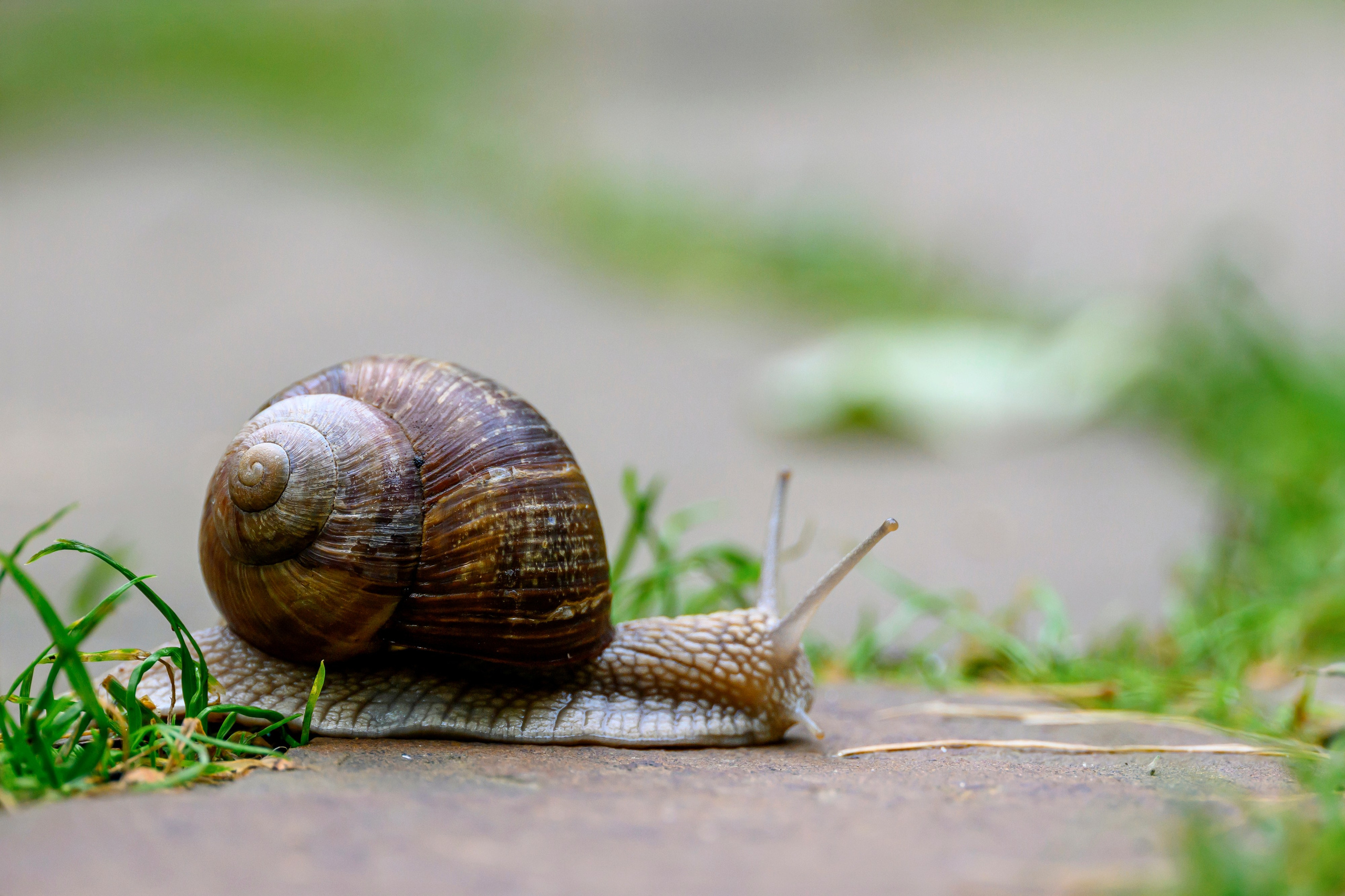 Красавки, цапли, утки: Парк Ближняя дача. Wildlife photography by Sergey Puponin