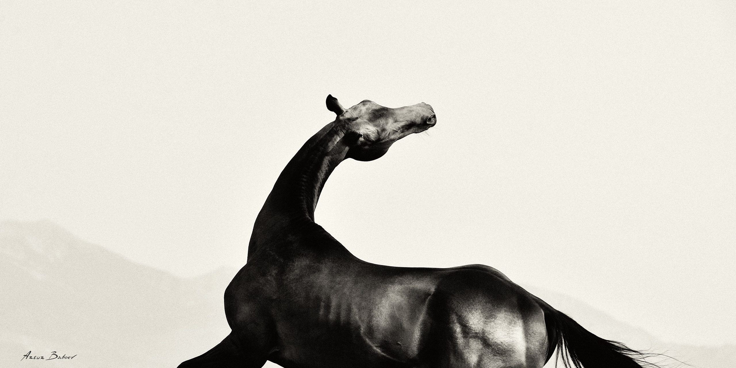 Gallery. Art photos of horses — ARTUR BABOEV | Photographer