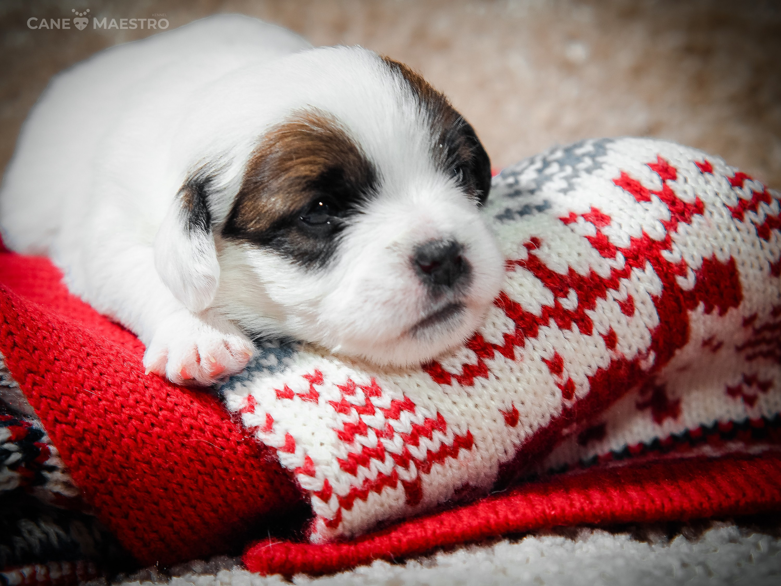 1КОБЛ_МОНОКЛЬ_Ц_ЛИТТЕР. CANE MAESTRO — kennel Jack Russell Terrier