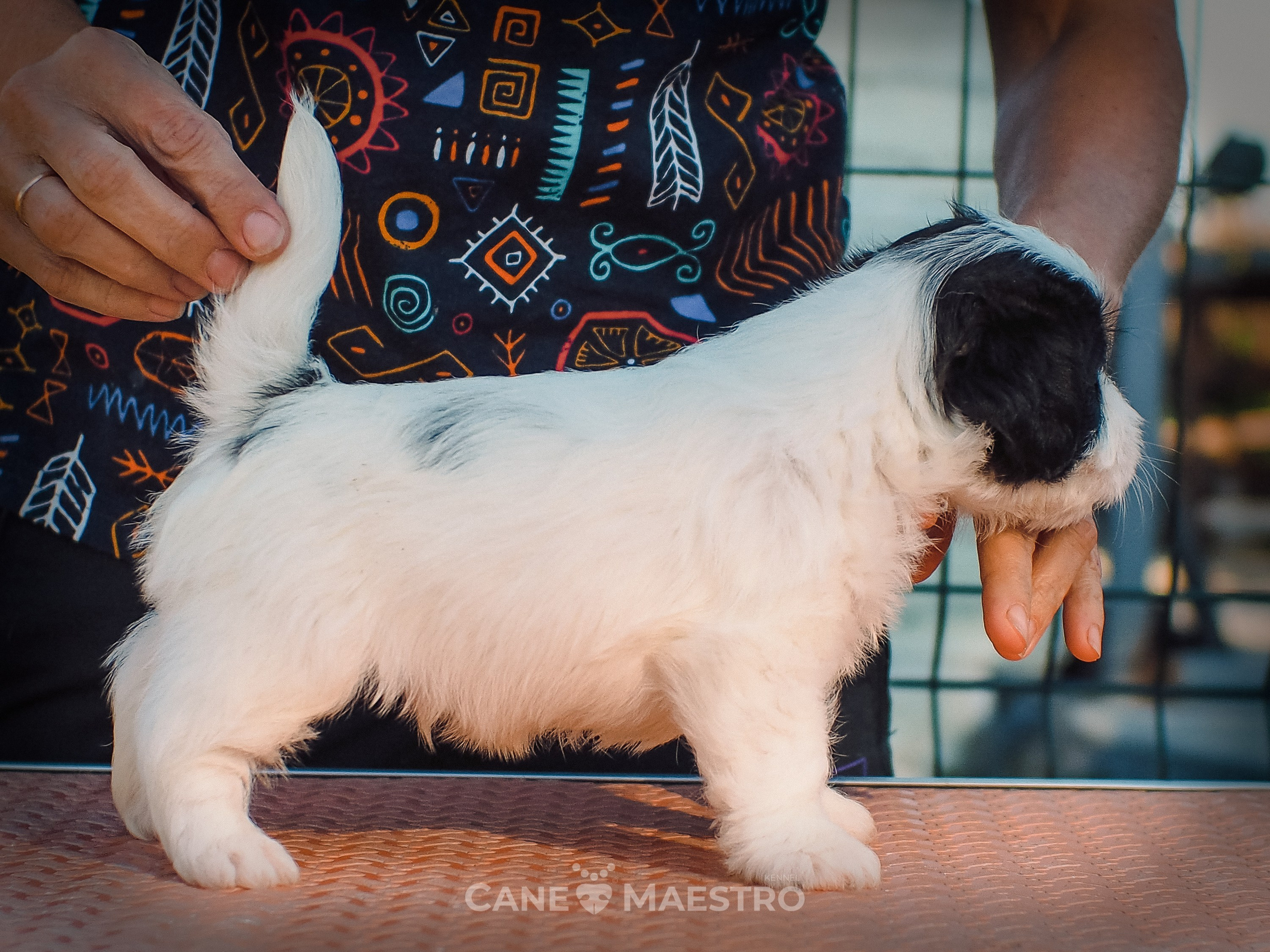 КОБZ_4_ЧБ_27_08_25. CANE MAESTRO — kennel Jack Russell Terrier