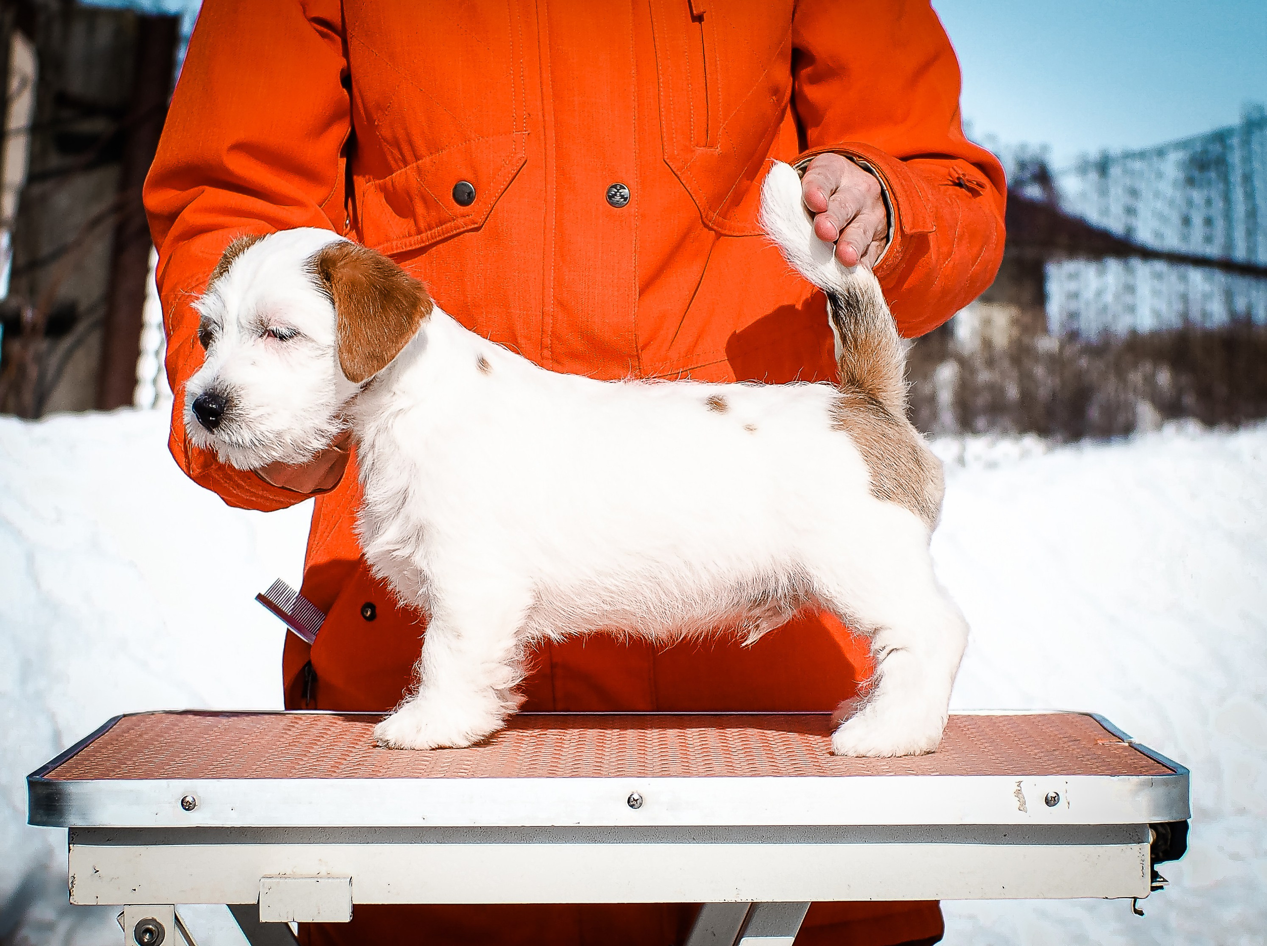 КОБ_Б_МОНОКЛЬ. CANE MAESTRO — kennel Jack Russell Terrier