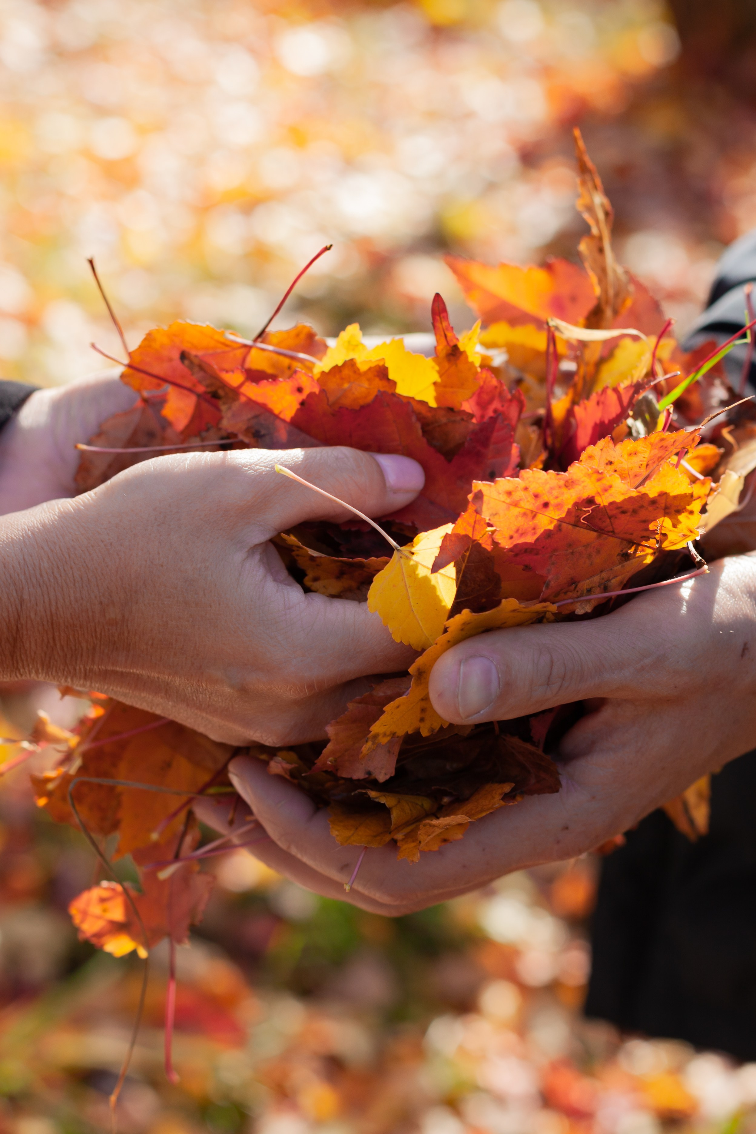 Осенние листья. Фотограф в Томске Евгения Гуляева