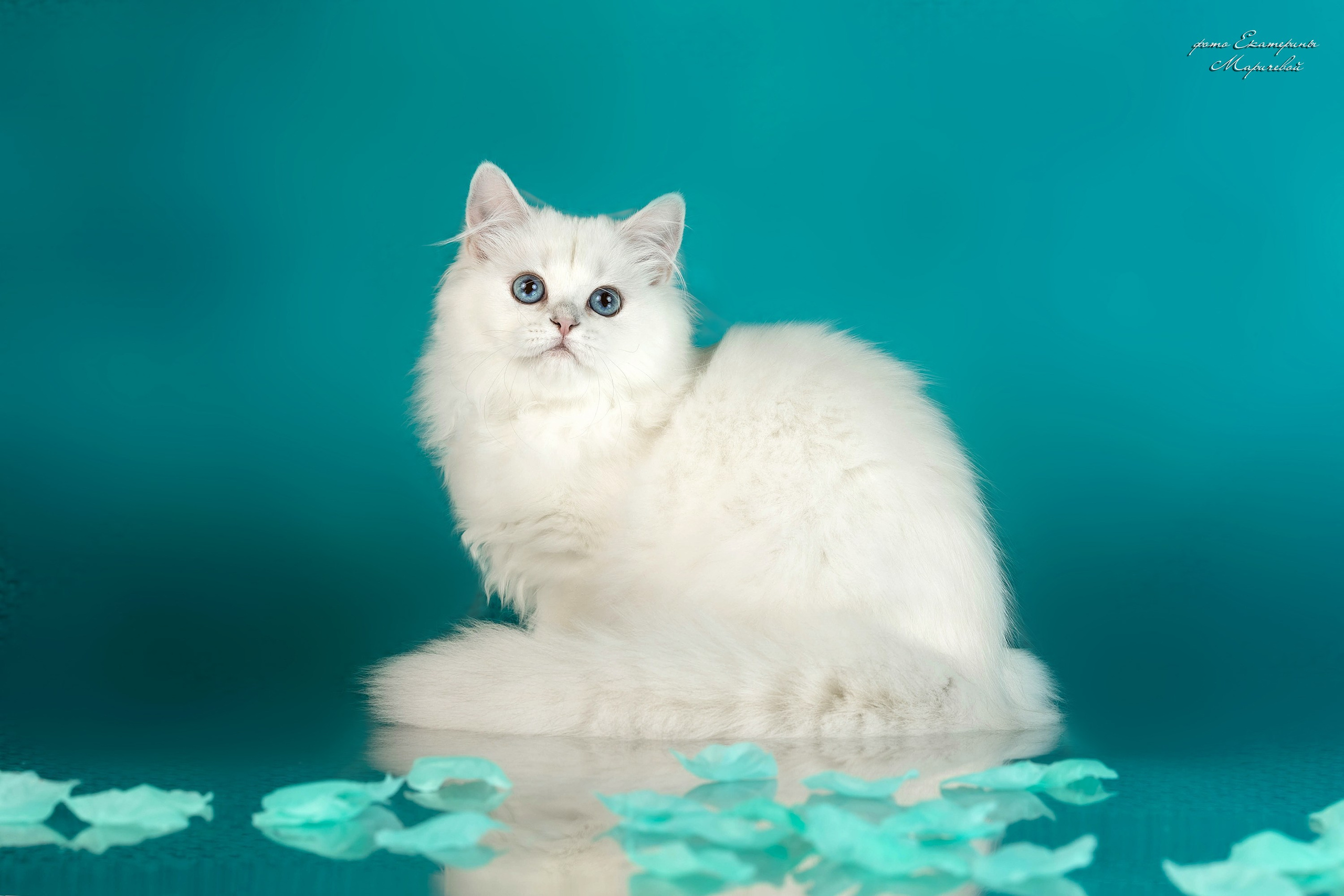 Стендовая съёмка на выставках кошек. Фотограф-анималист в Омске Екатерина Маричева