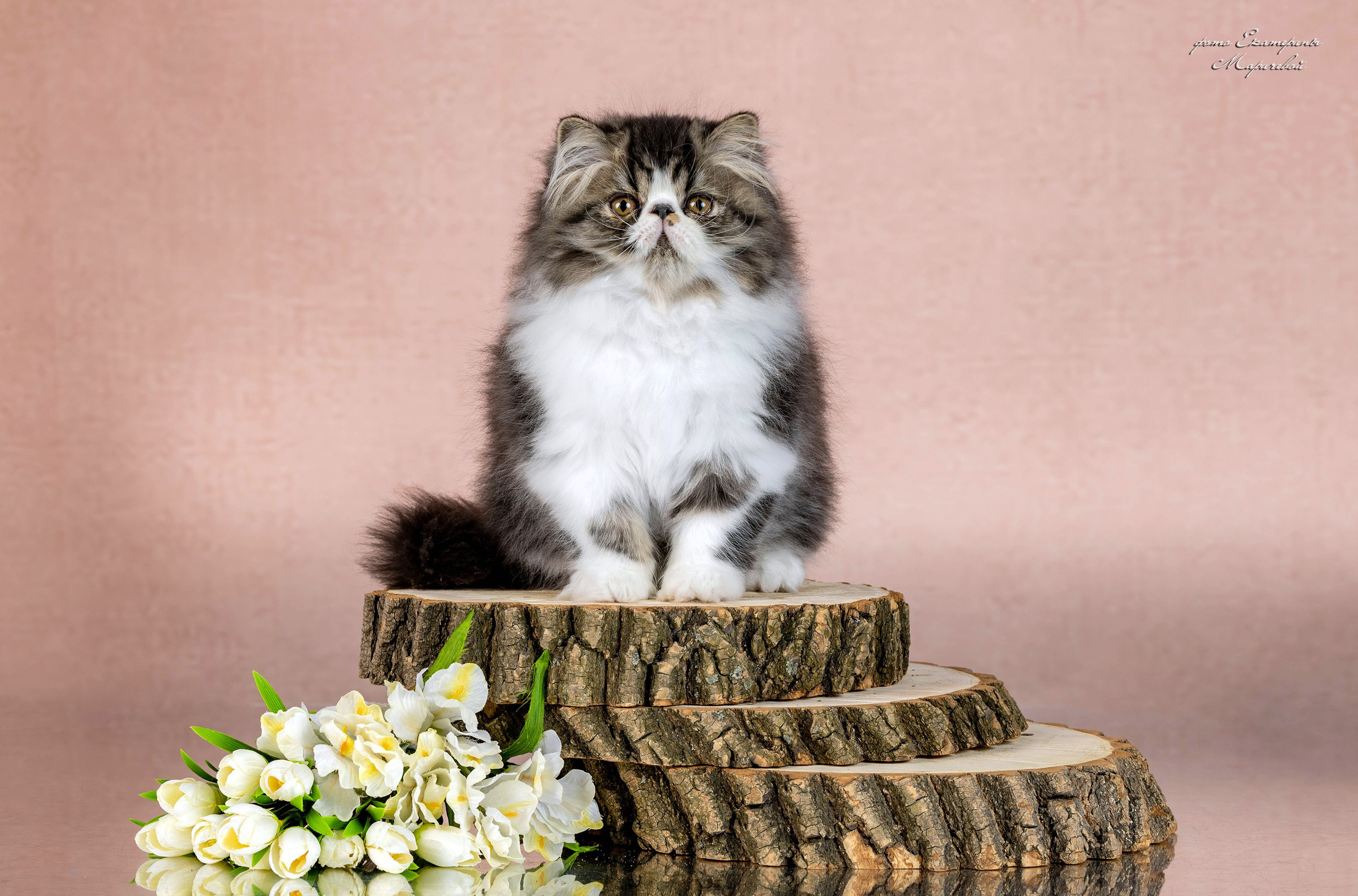 Пастельные фоны. Фотограф-анималист в Омске Екатерина Маричева