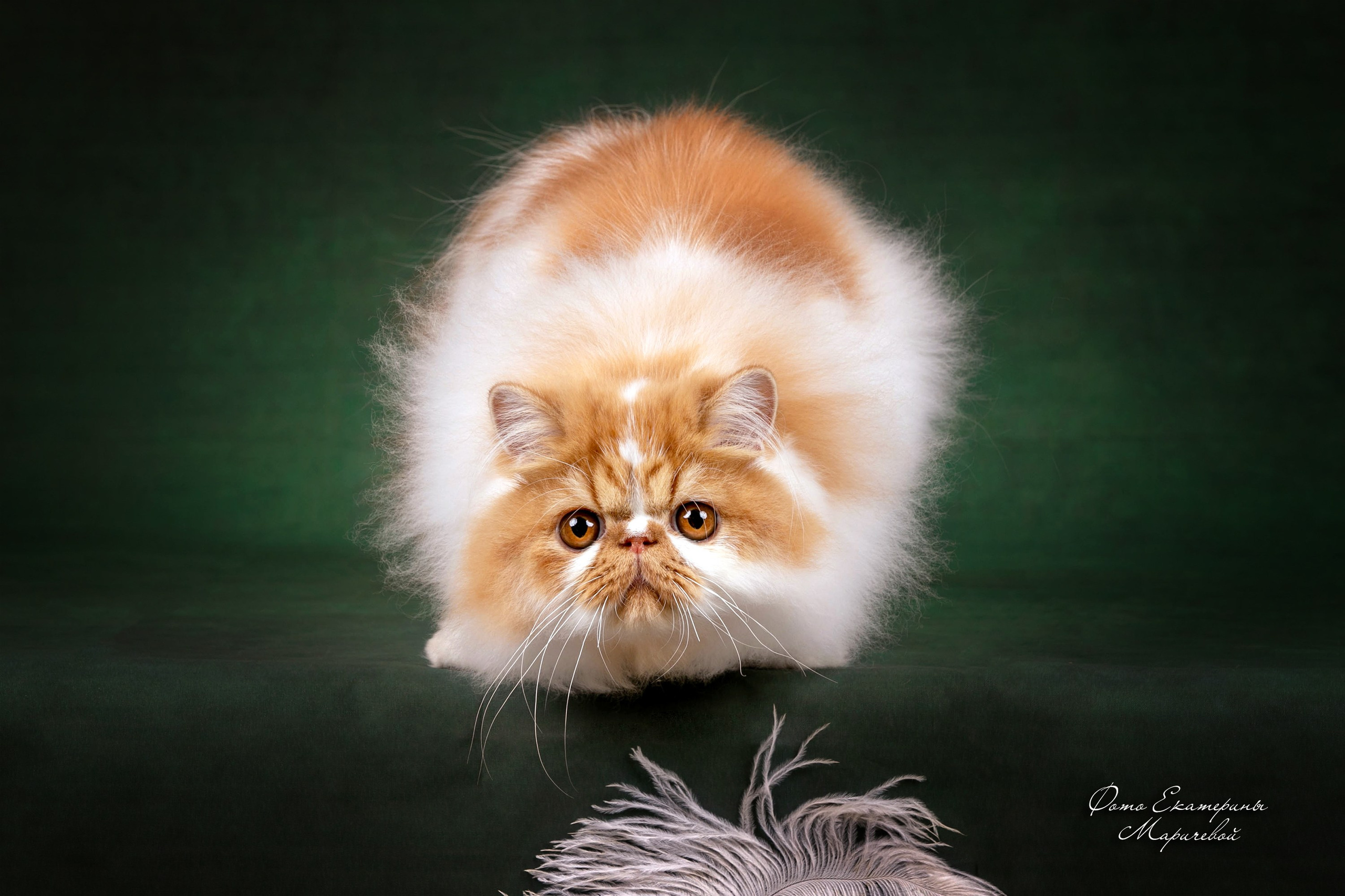 Стендовая съёмка на выставках кошек. Фотограф-анималист в Омске Екатерина Маричева