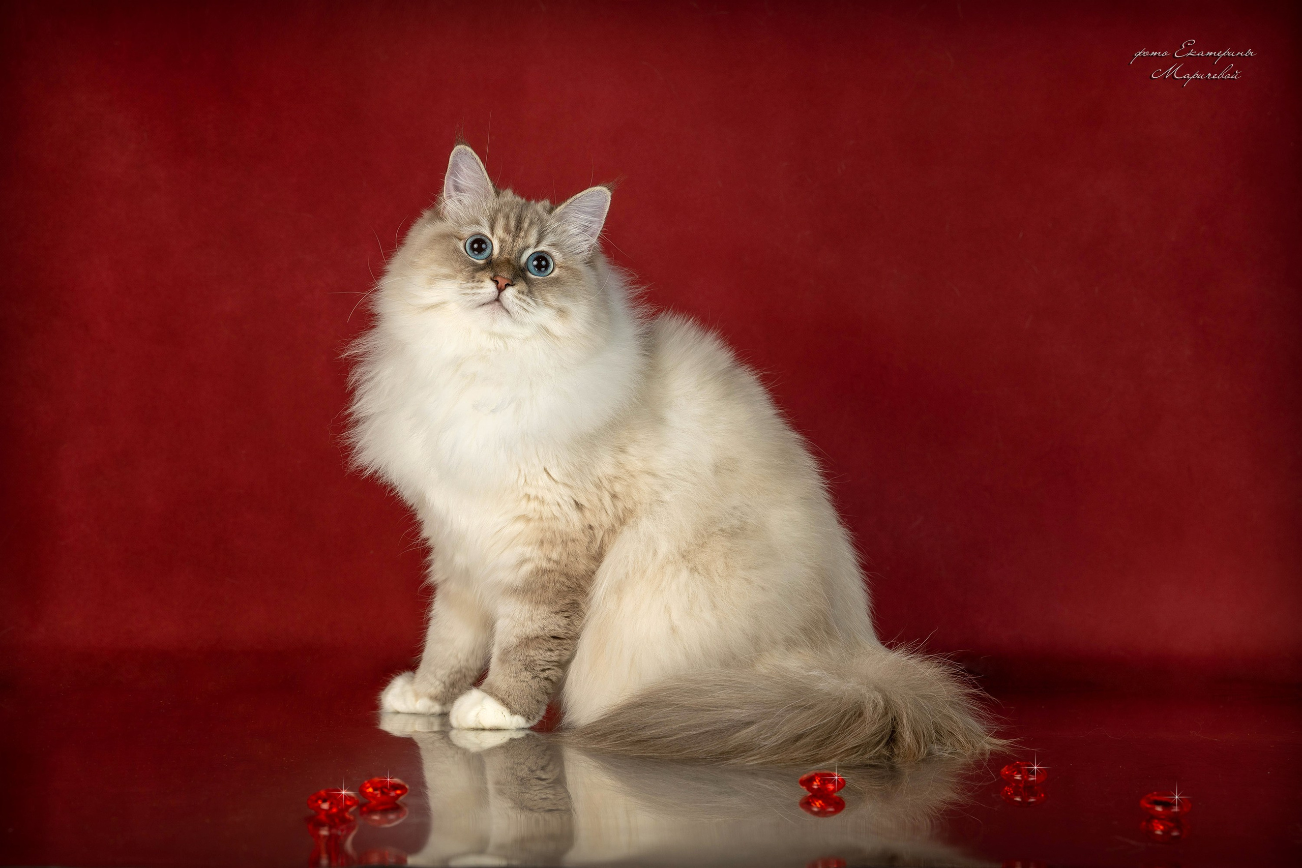 Стендовая съёмка на выставках кошек. Фотограф-анималист в Омске Екатерина Маричева