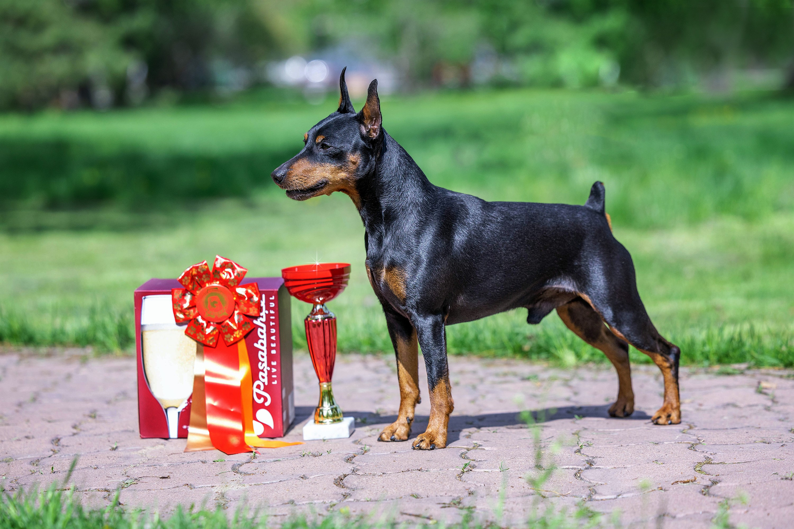 Заринговая съёмка на выставках собак. Фотограф-анималист в Омске Екатерина Маричева