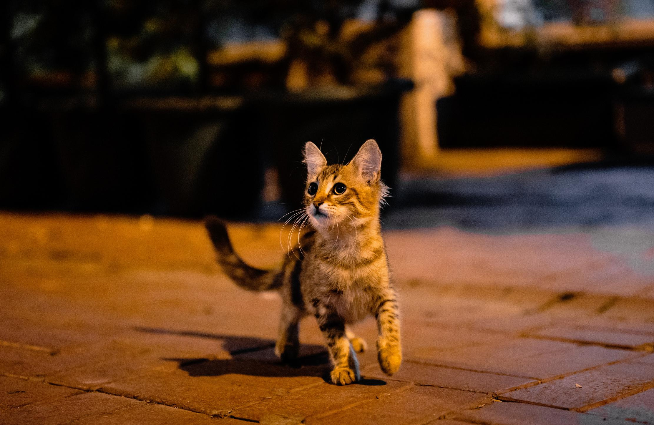 Istanbul. Свадебный и Трэвел фотограф Рустам Калимуллин