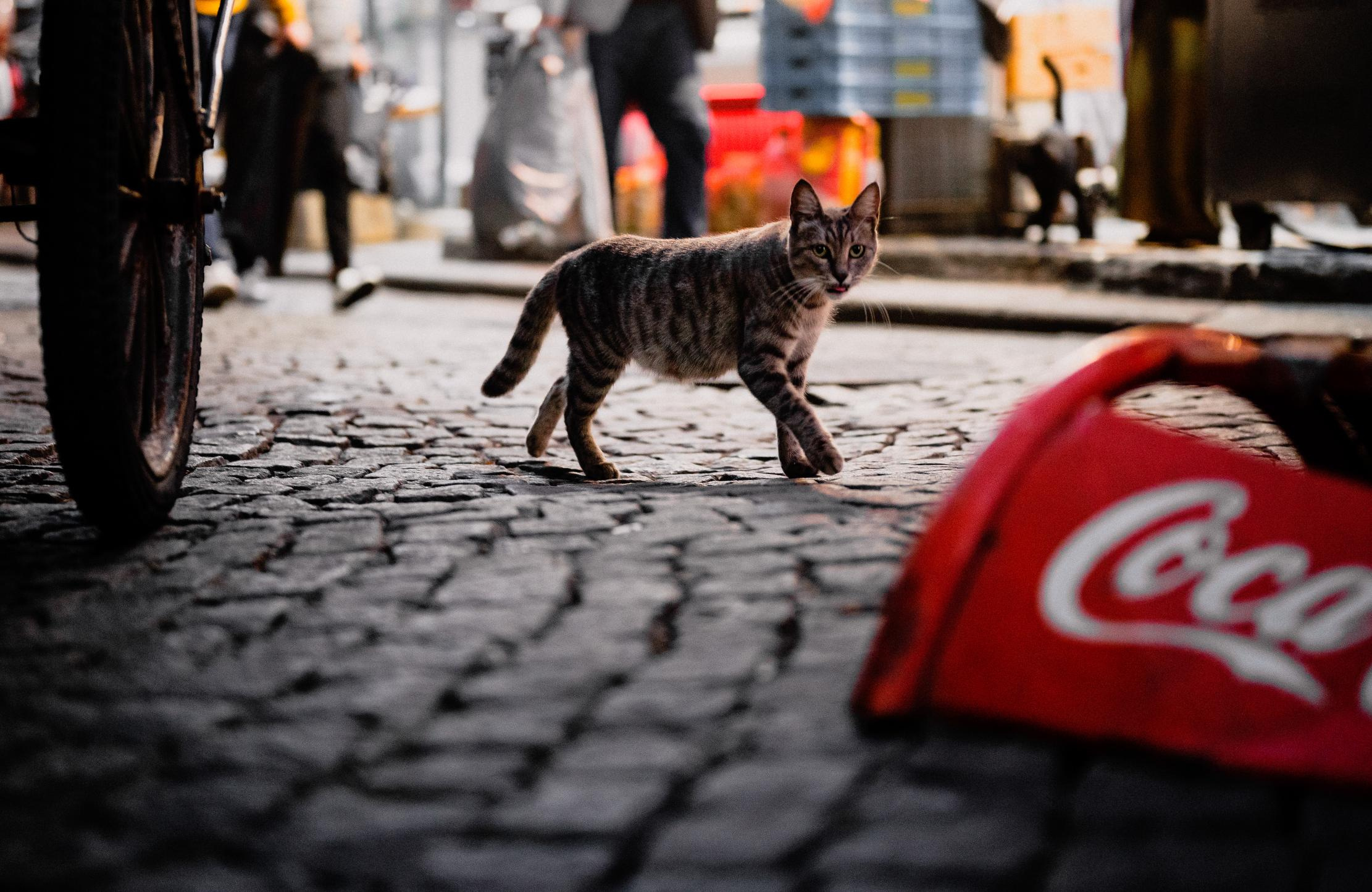 Istanbul. Свадебный и Трэвел фотограф Рустам Калимуллин