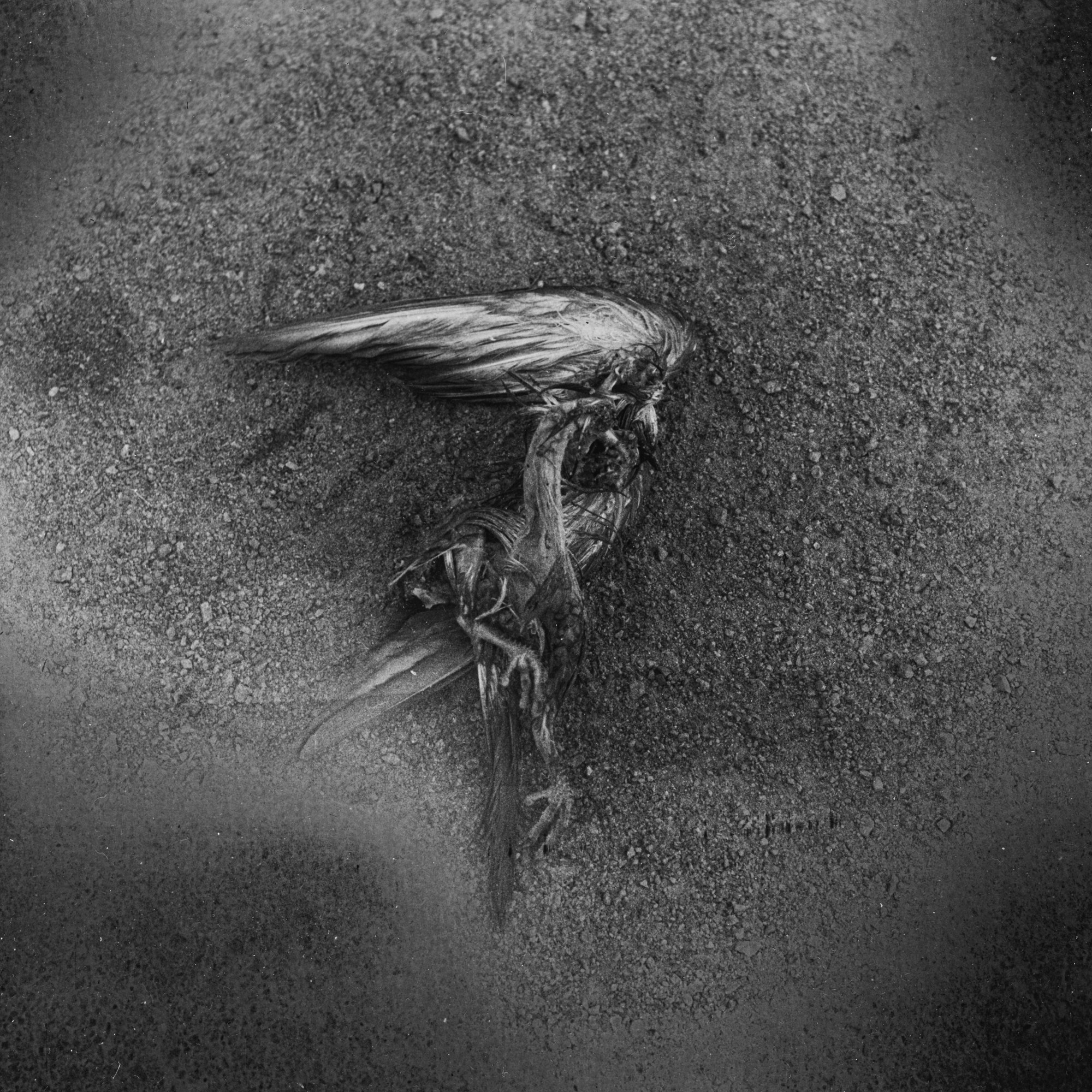 Rotten apple (ongoing). Lisa Mukhina