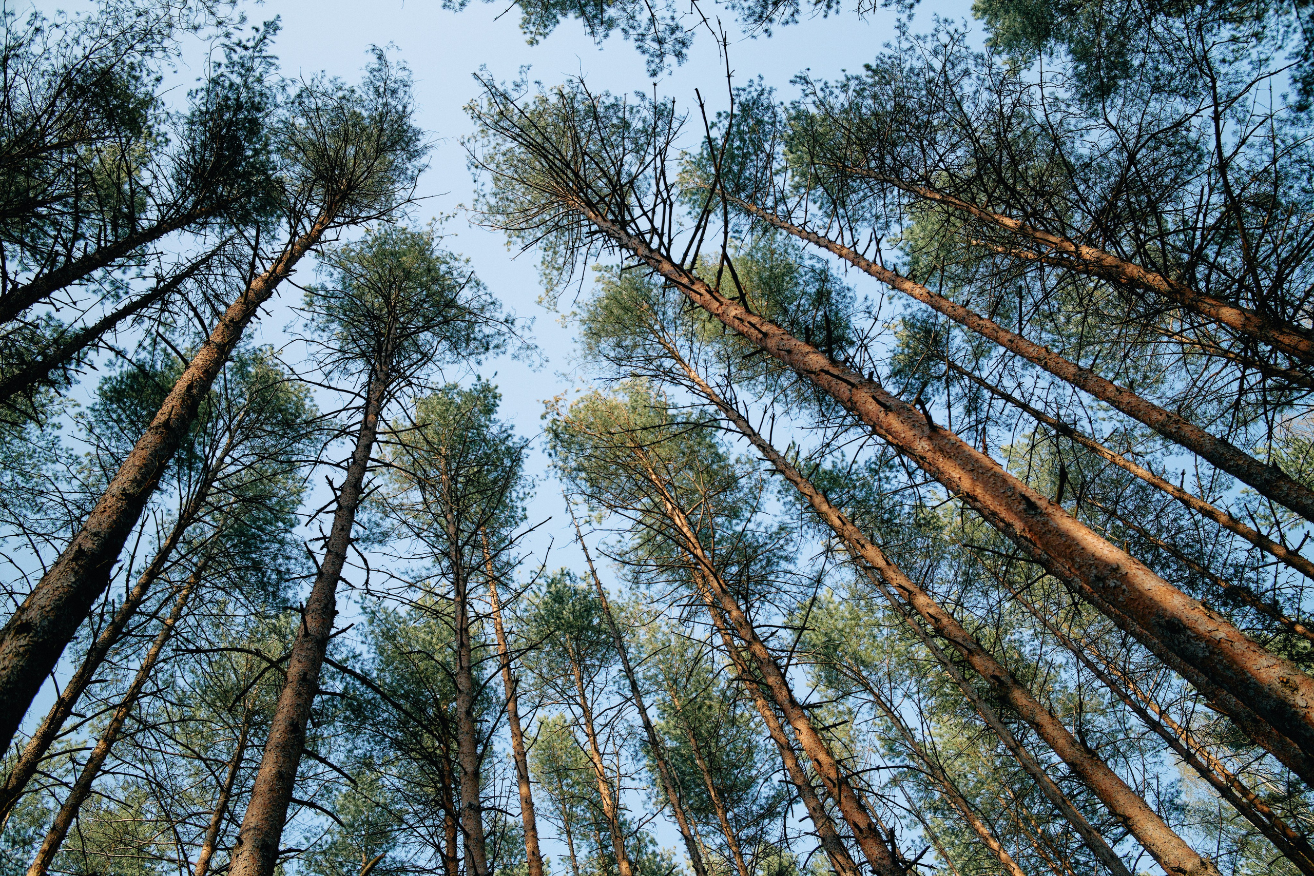 Бутик-отель Поле летом. Профессиональный Фотограф во Владимире, в Москве и в Суздале — Полина Романычева