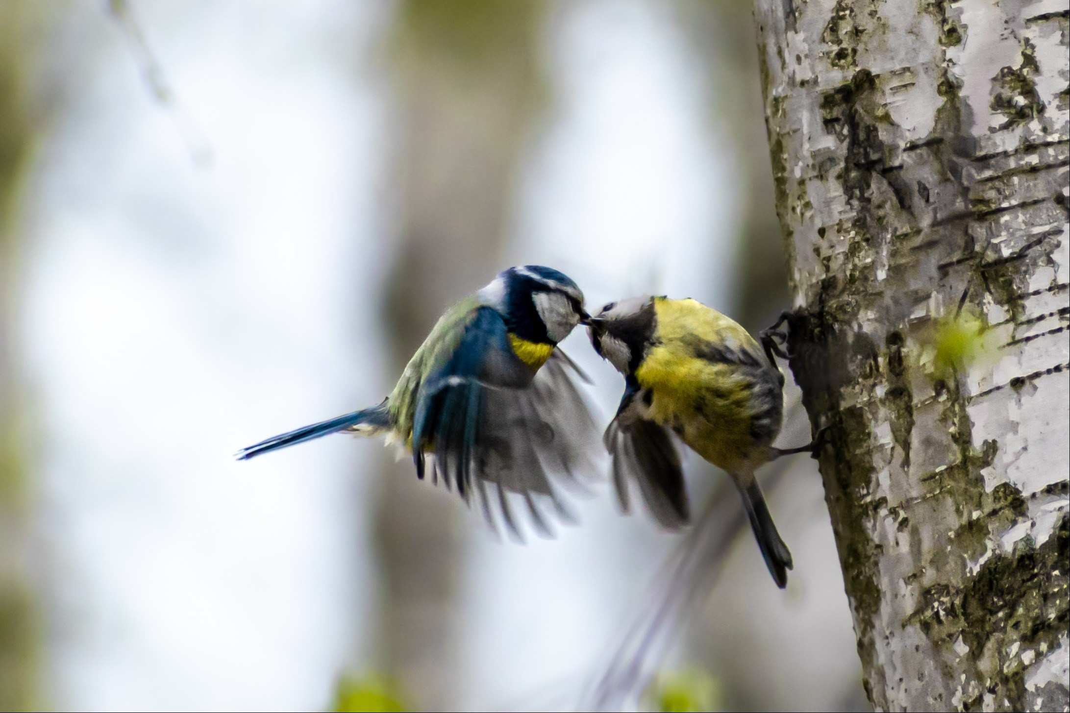Синичкин поцелуй, Дикая природа, Виктор Мироненко, Санкт-Петербург, SPC Silver