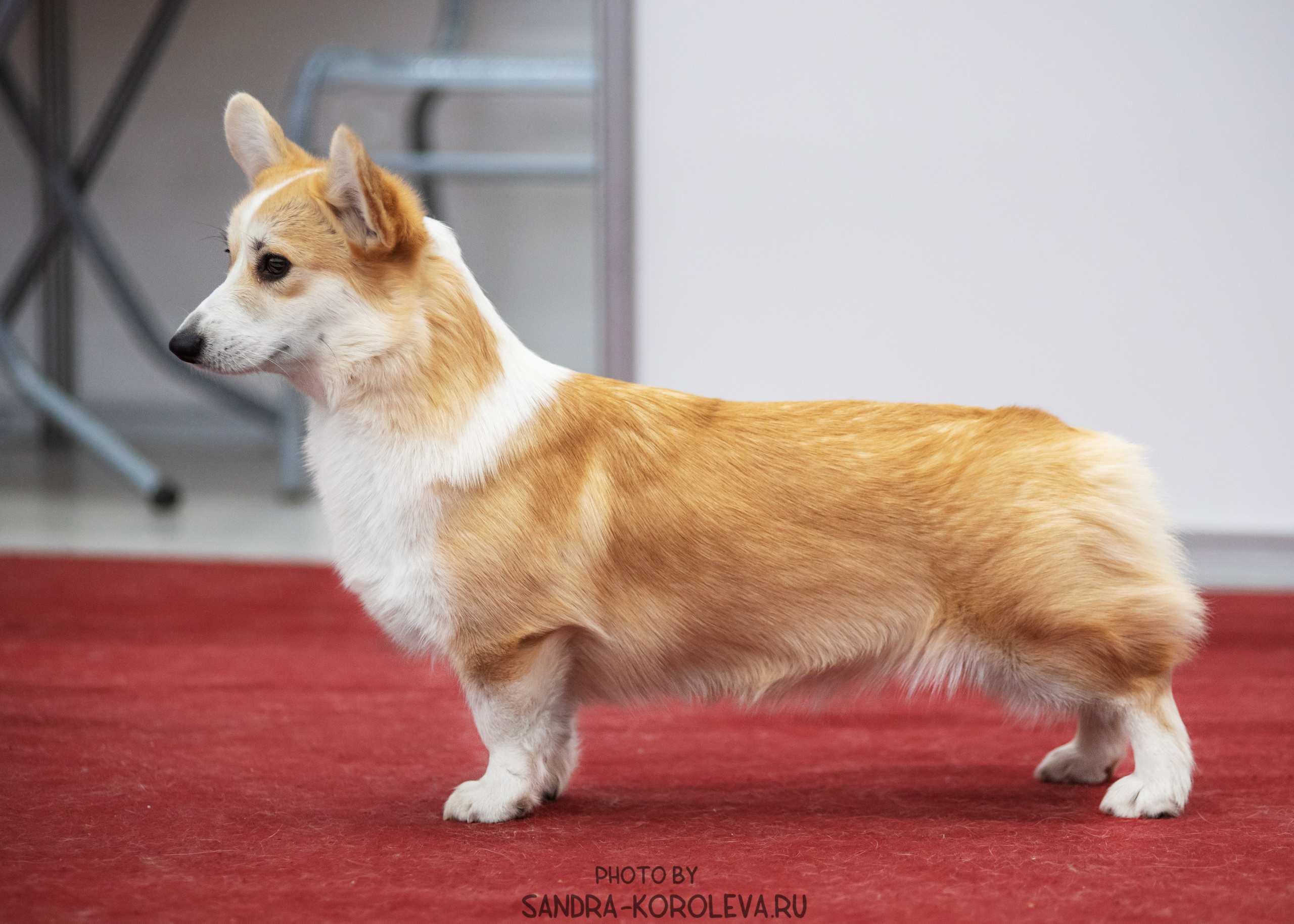 Выставка собак тюмень 10.12.2022. Дог-фотограф в Тюмени Александра Королева