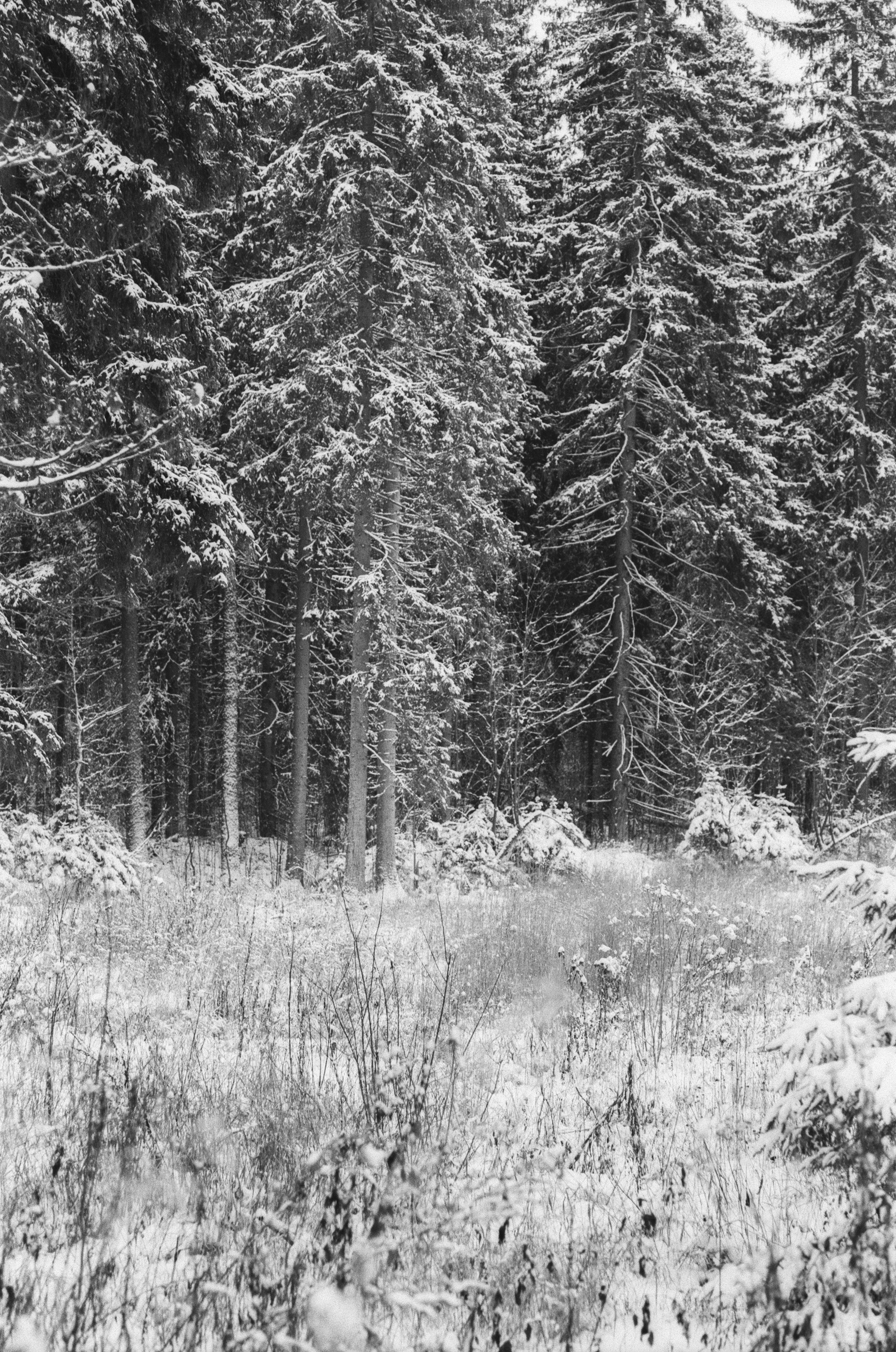 Contax N1 / Carl Zeiss Makro Sonnar 100 mm f/2.8 / Давыдовское