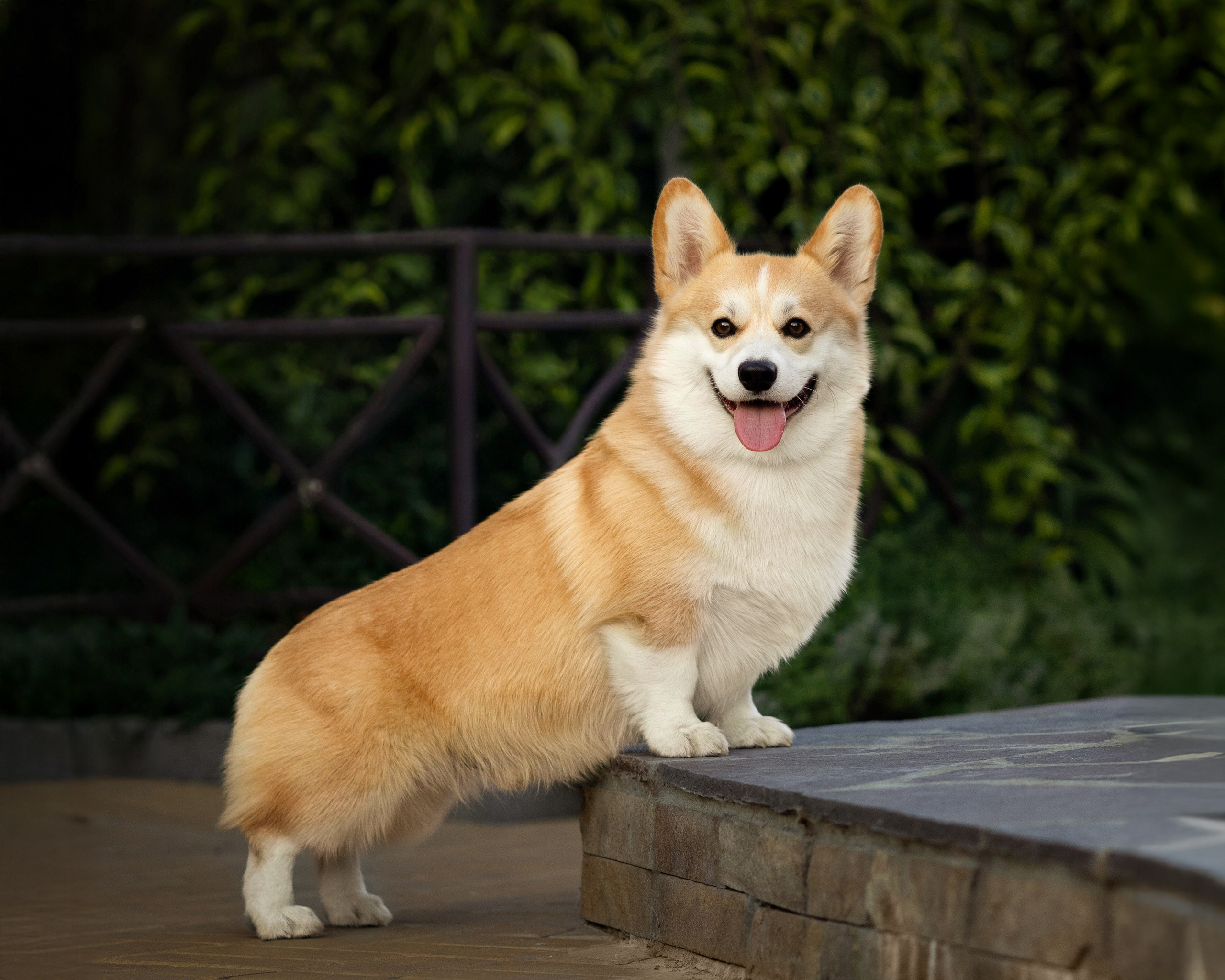 Портфолио: Фотосъёмка собак в Москве и области — авторские образы. Фотограф-анималист и бренд-фотограф в Москве | Фотография собак, людей, бизнес-портрет