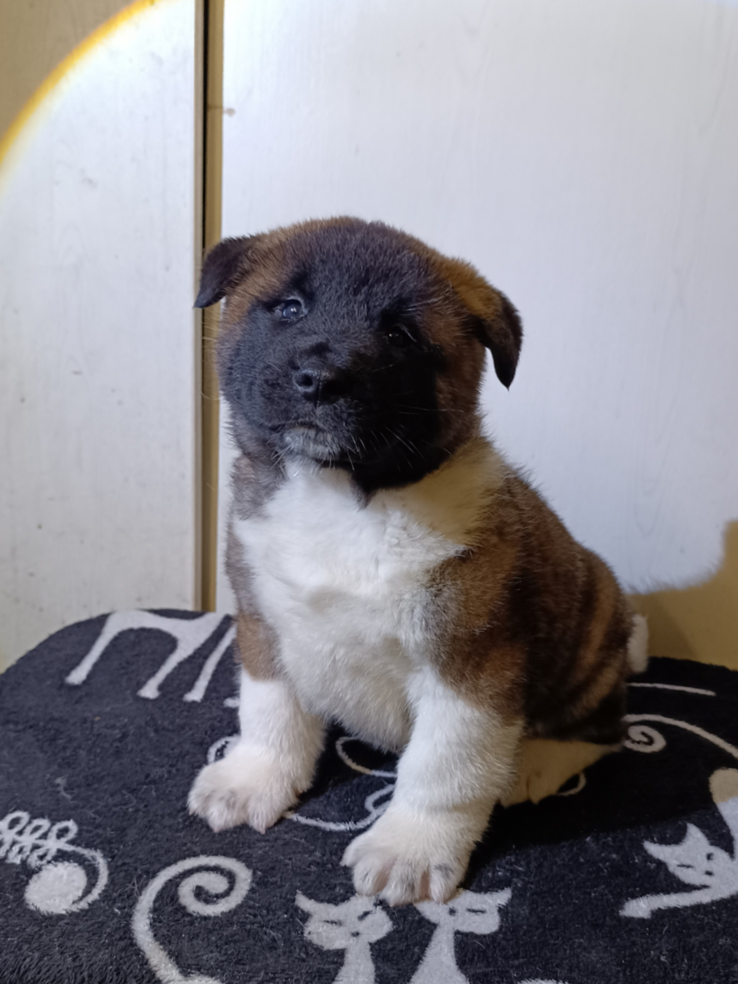 Американская акита  щенки питомник Санкт-Петербург клубные щенки Американская акита питомник RUBYLIGHT Рубилайт купить щенка американской акиты