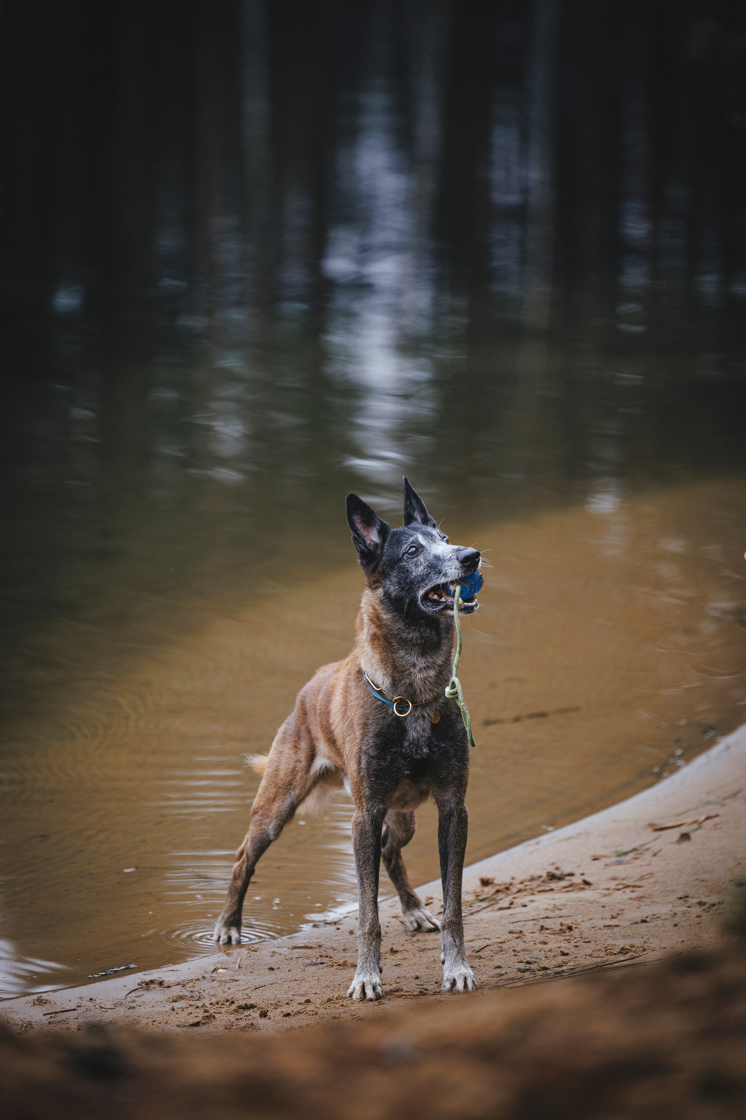 Омен, Айс и Рицу. Фотограф-анималист Анна Маринич