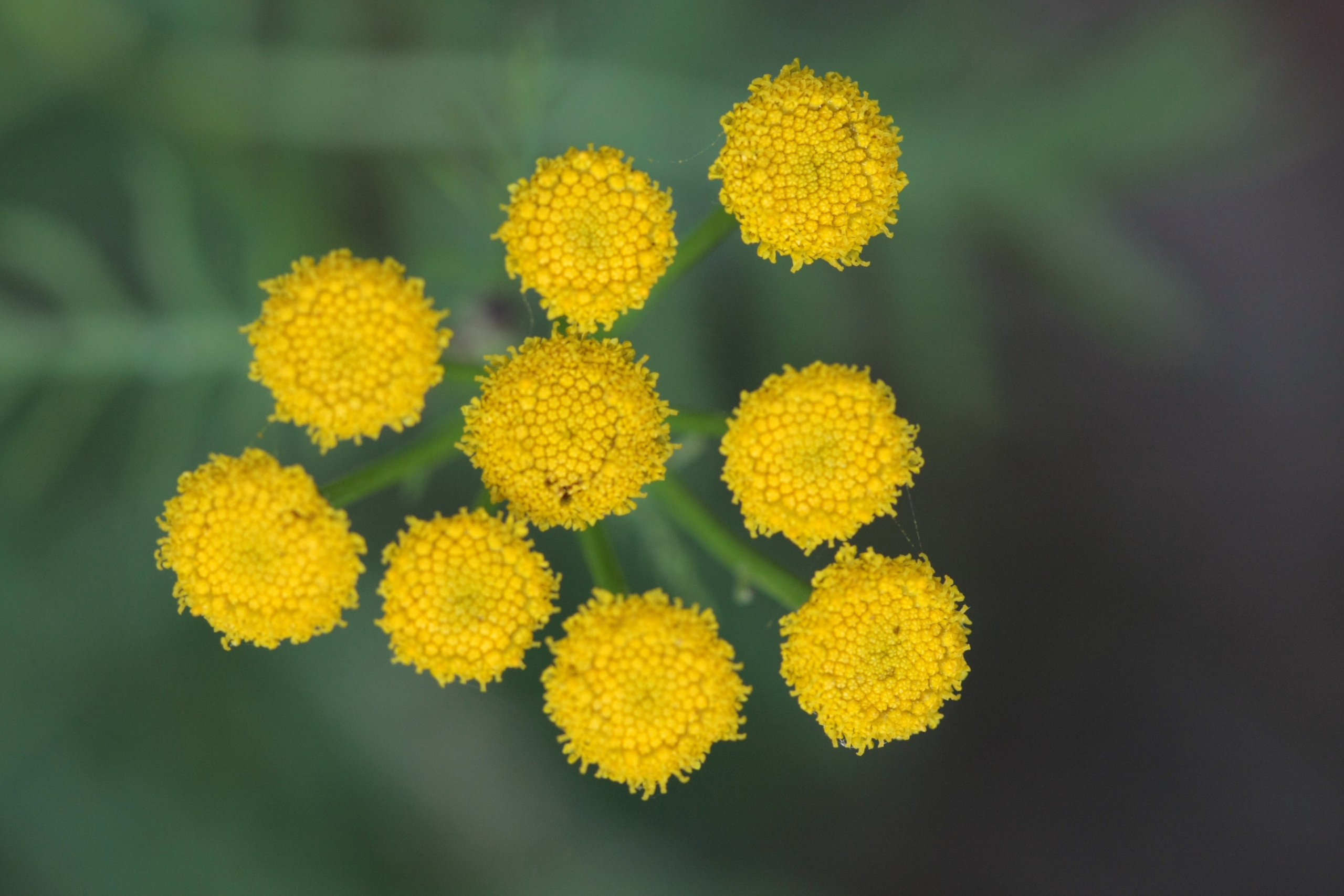 Фото Природы Забайкалья. Студия Максима Белослюдцева