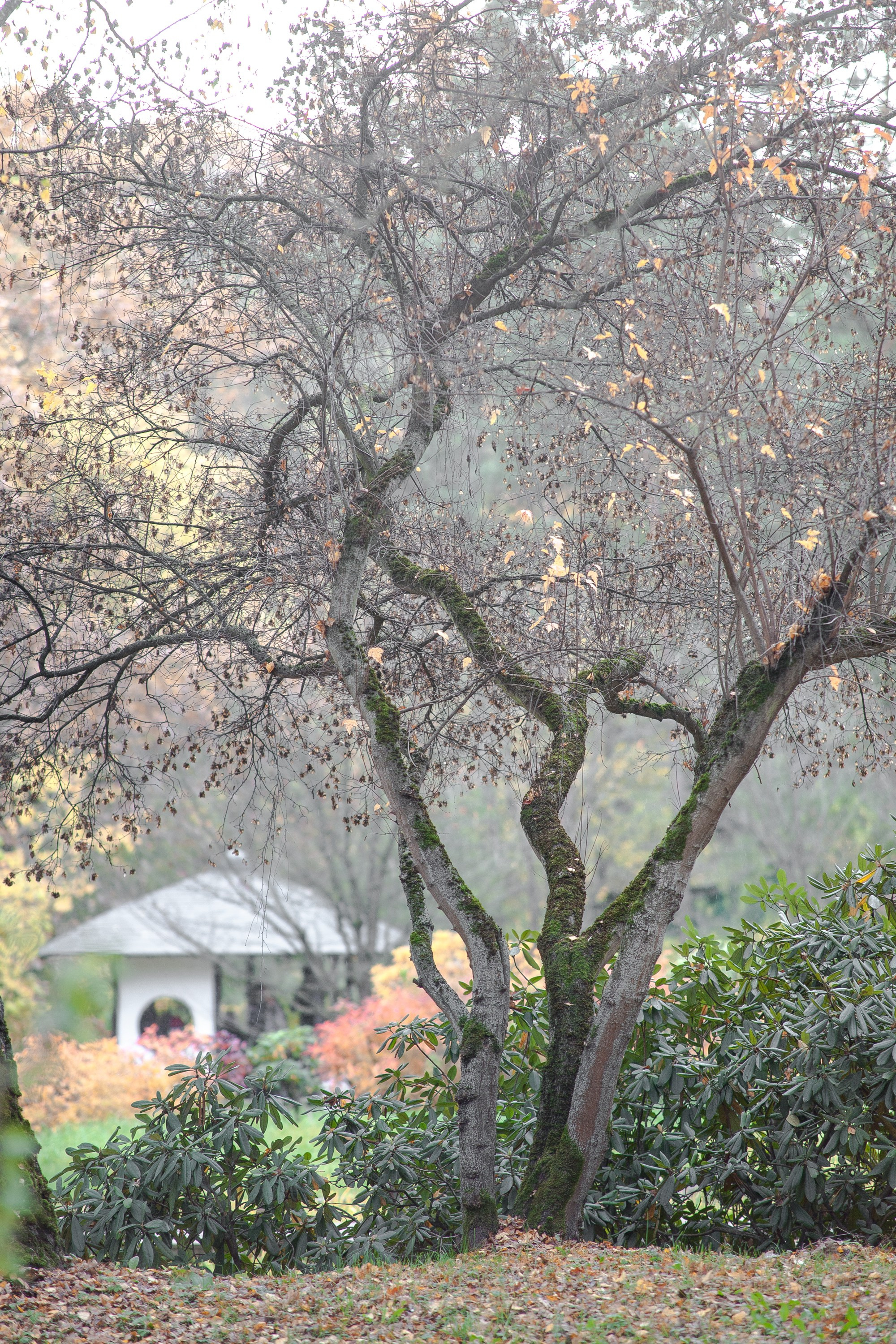 Ботанический сад имени Н. В. Цицина. Фотограф Виталий Туманов. Туманов Виталий — фотограф Москва