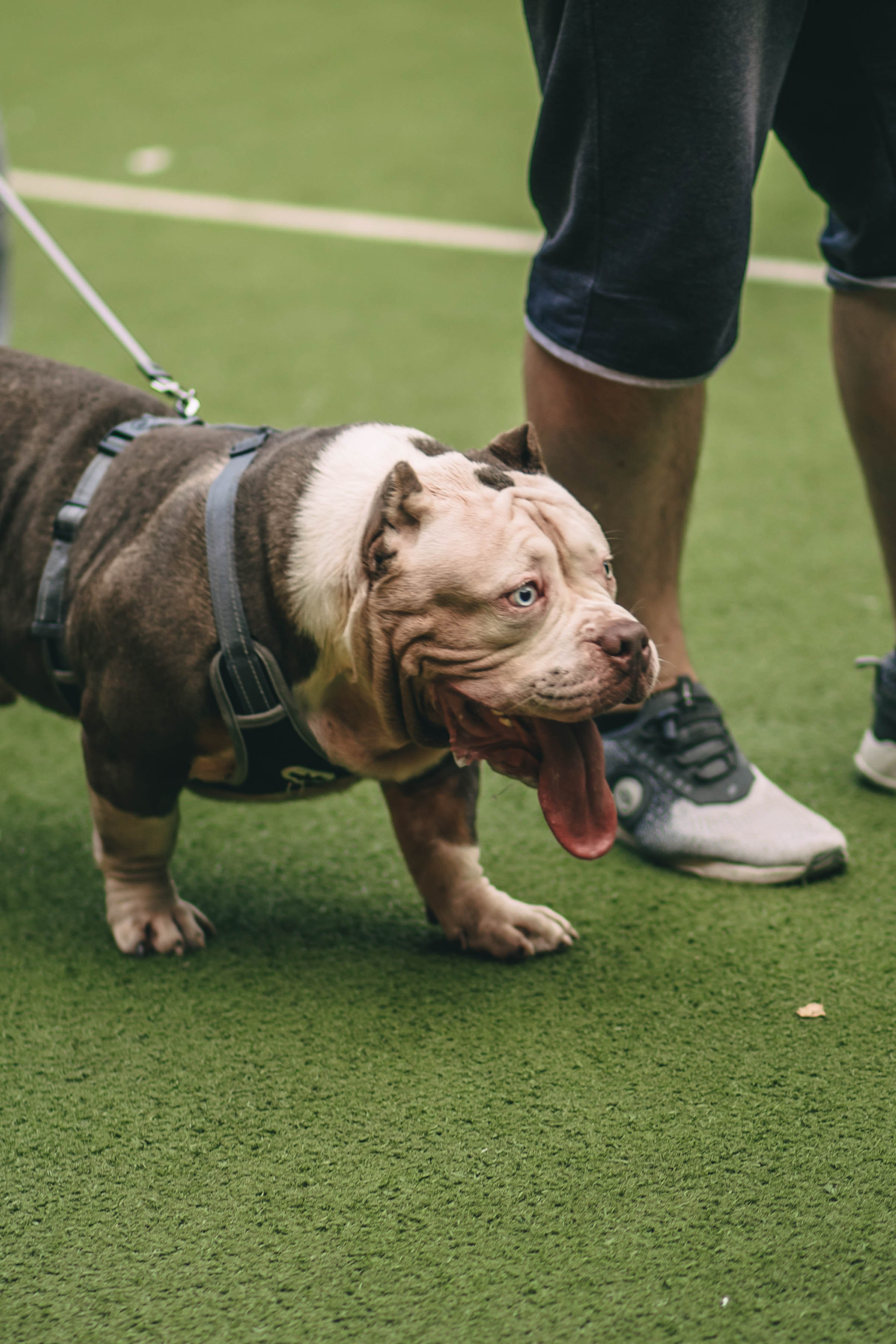 Pet-Party + Live-music |Парк Культуры. Фотограф в Ставрополе Алина Клочкова