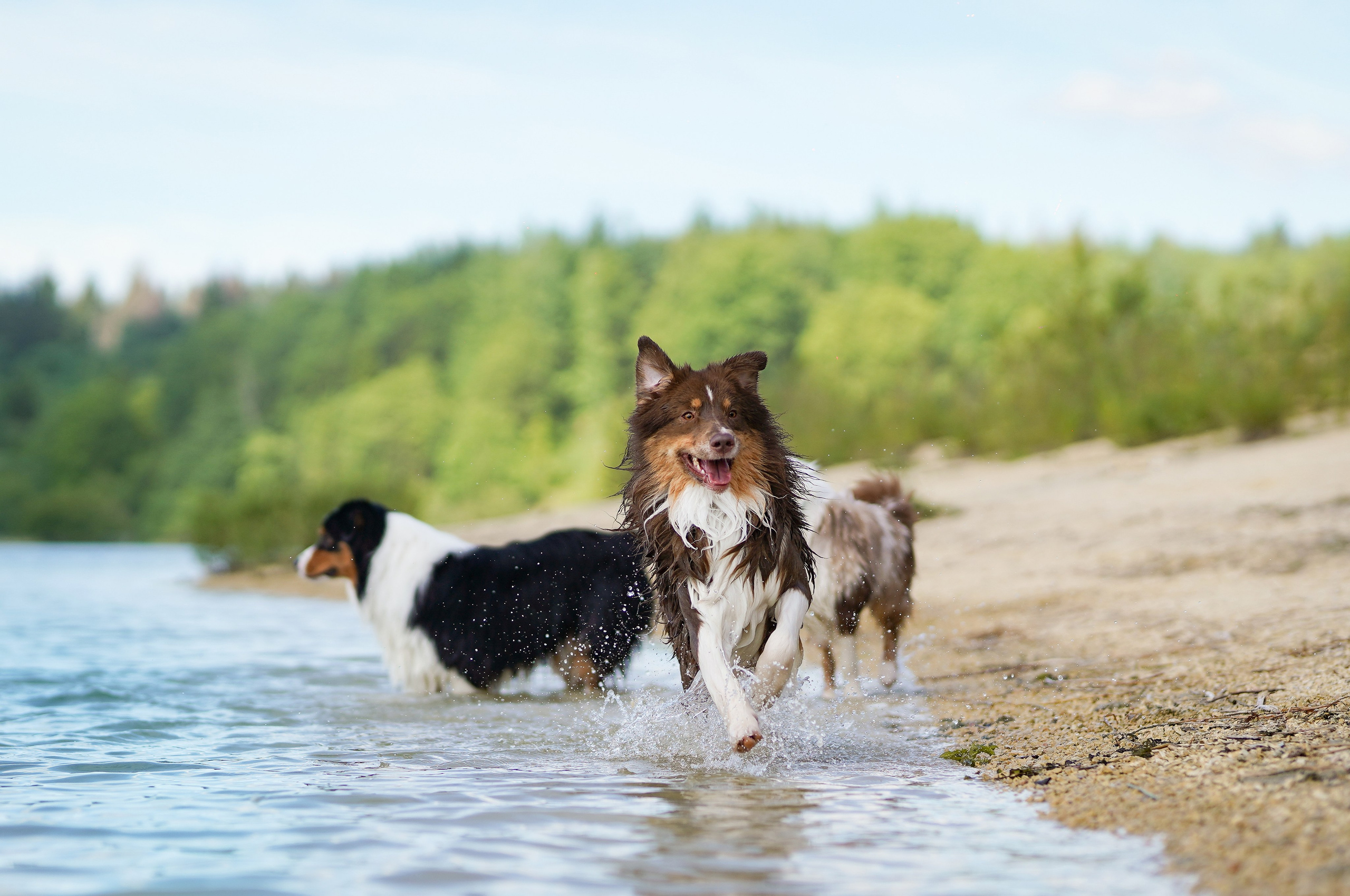 Аусси на карьерах. Фотограф-анималист в Санкт-Петербурге Яна Мартынова