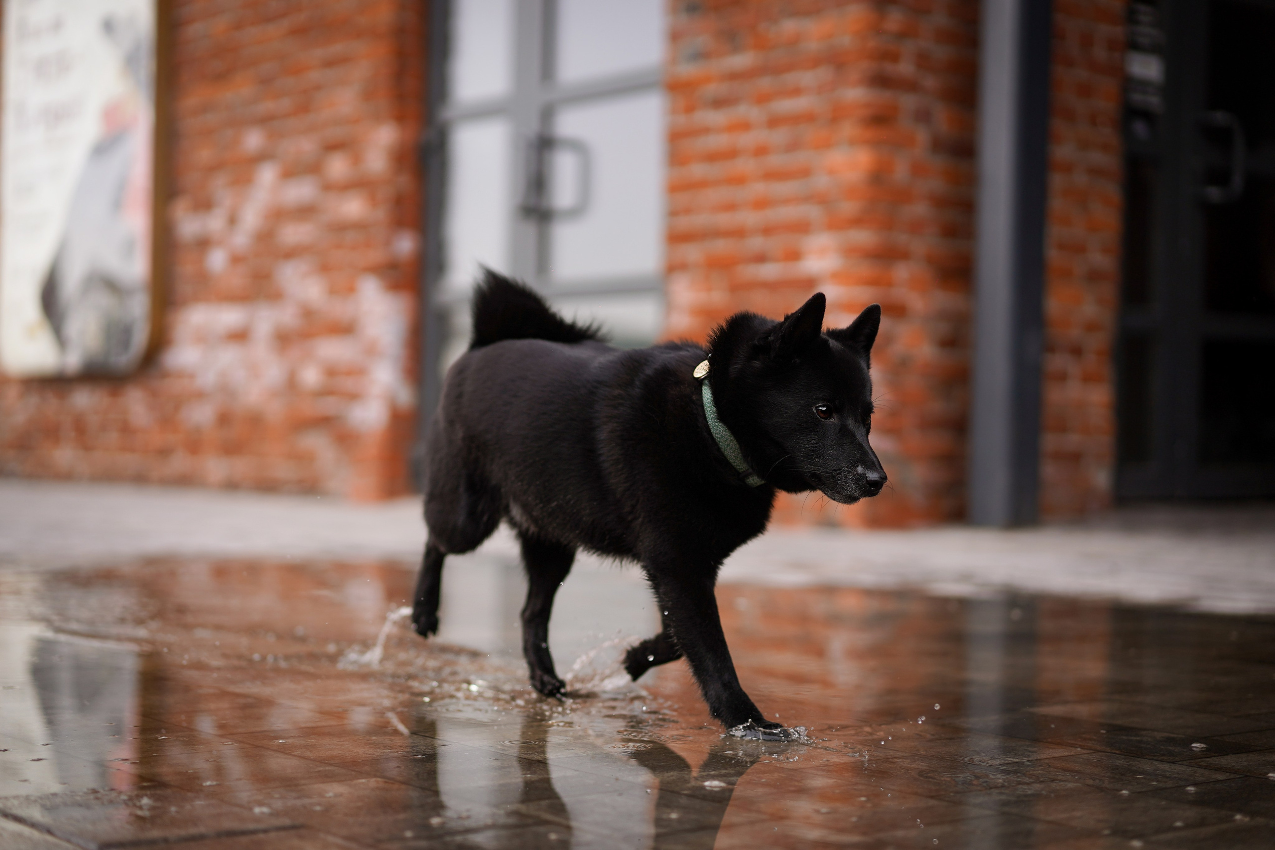 Аня Арчи и Мишель. Фотограф-анималист в Санкт-Петербурге Яна Мартынова