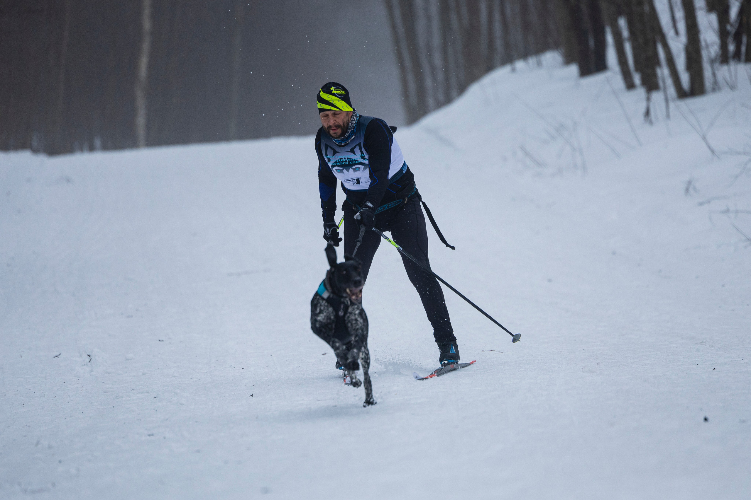 Зимний Чемпионат Санкт-Петербурга по ездовому спорту. Фотограф-анималист Анна Маринич