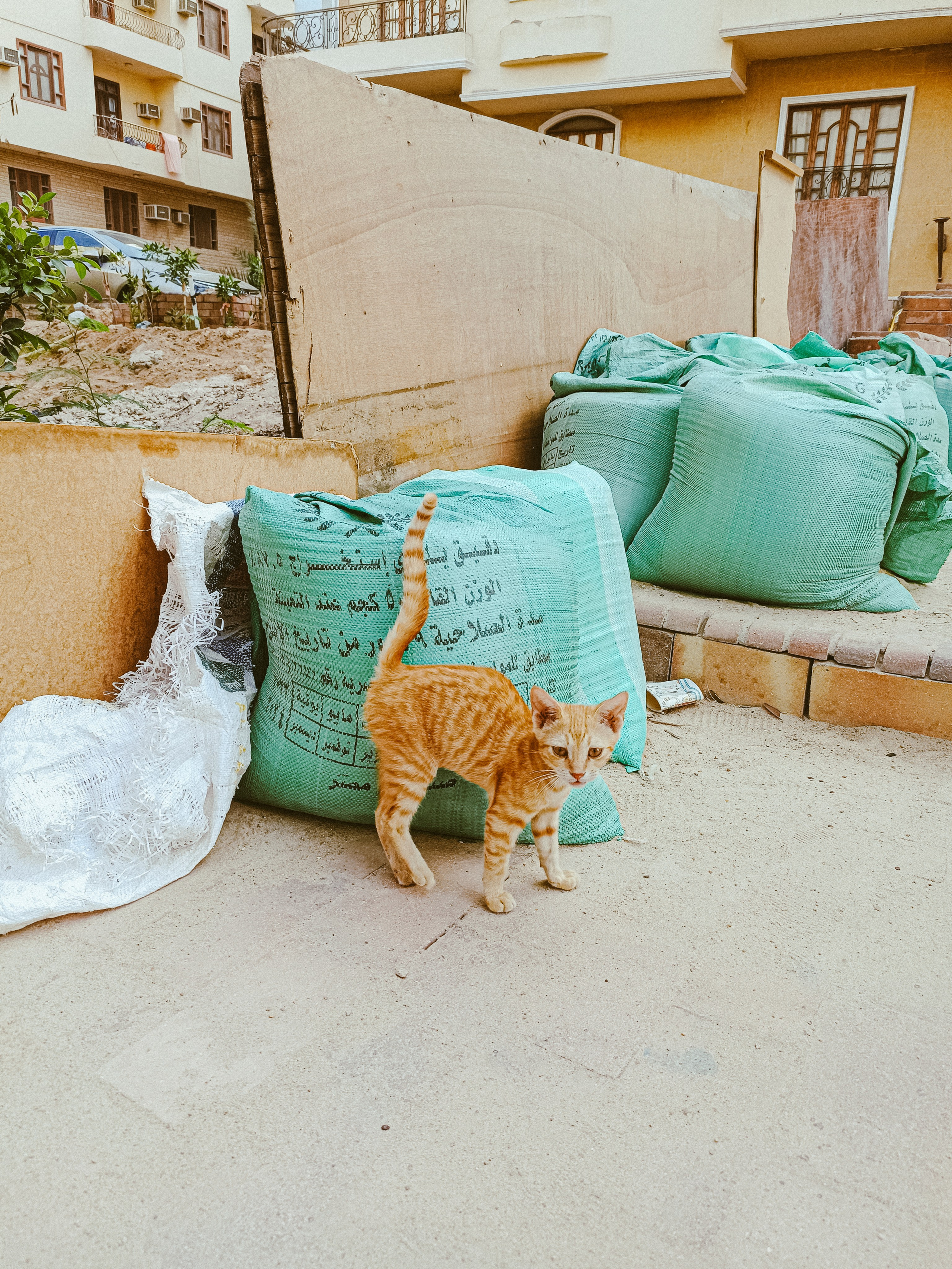 Мобильная. Jorgis — фотограф в Хургаде / обучение фотографии