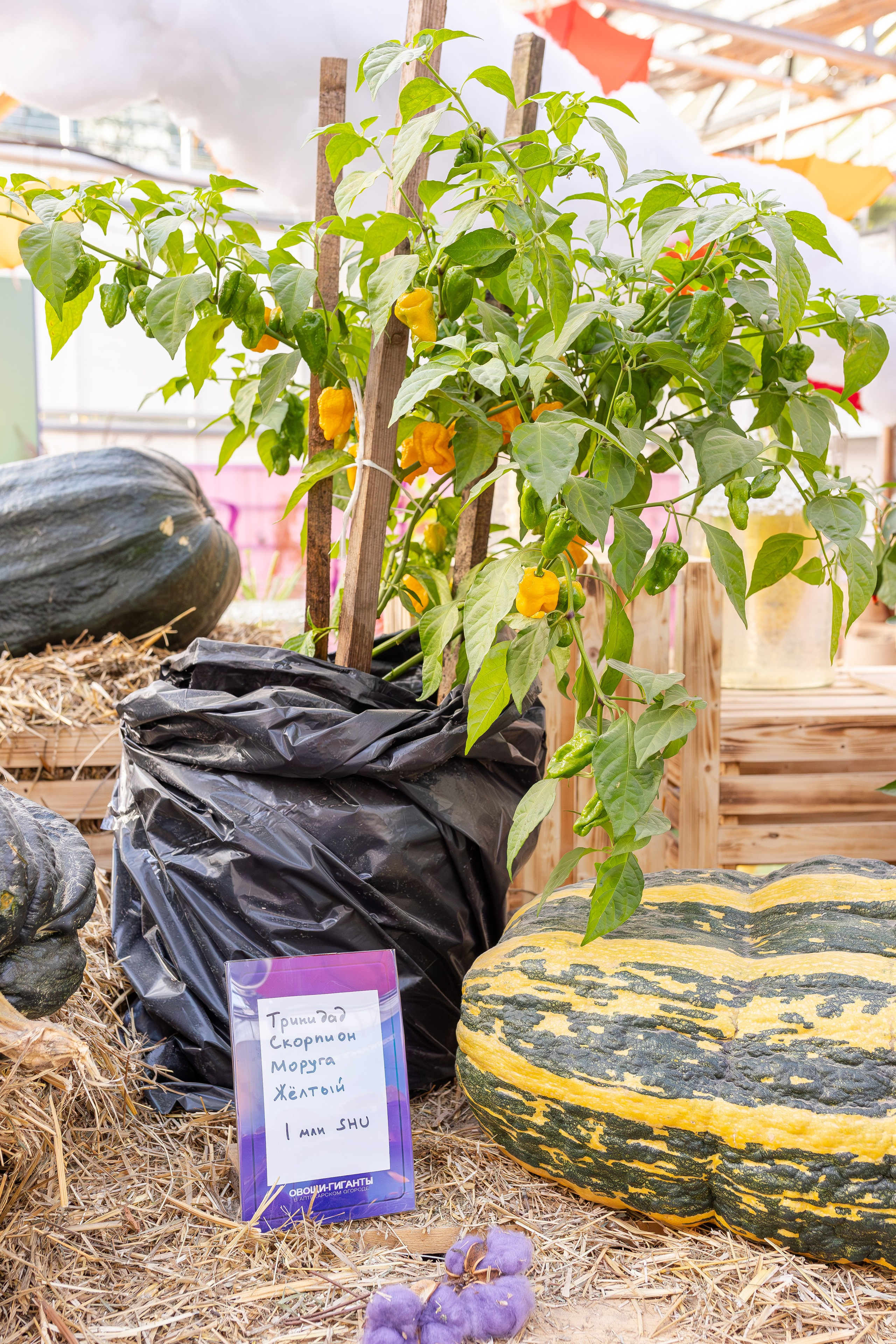 Овощи-гиганты. Александра Куликова фотограф, Москва