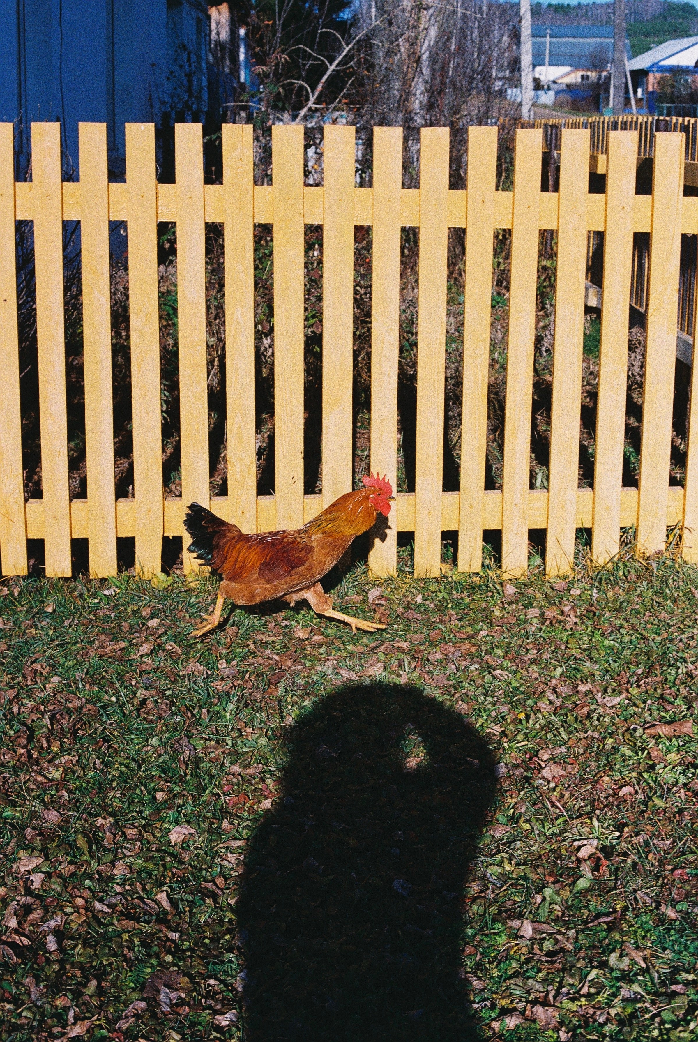 Алёна. Главная